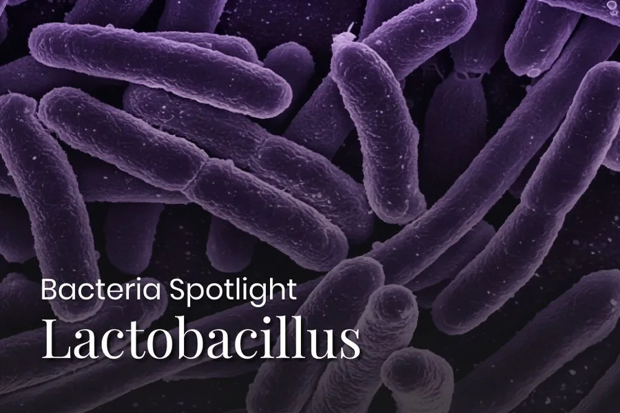 Bacterial Spotlight: All about Lactobacillus
