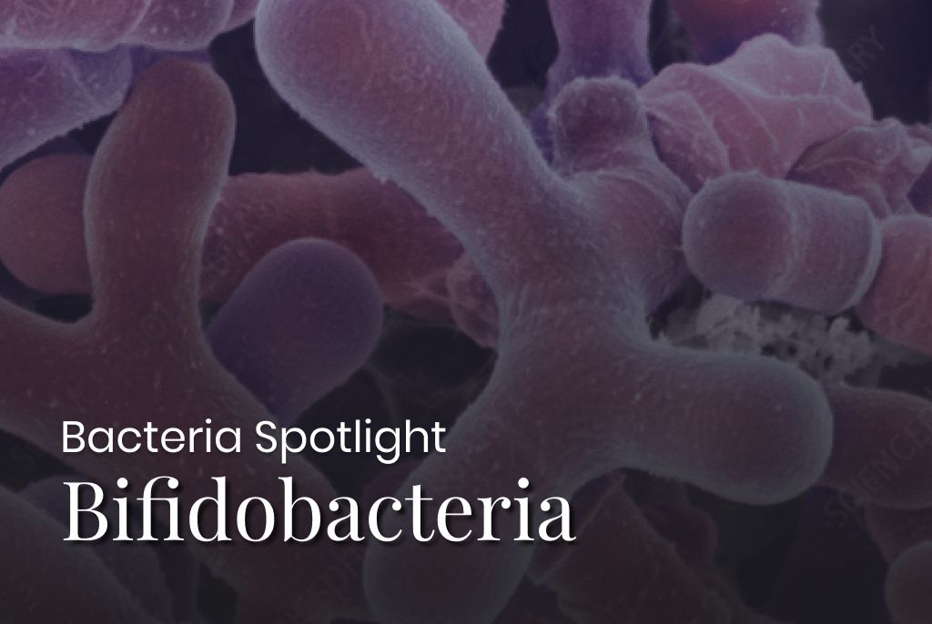 Bacterial Spotlight: All About Bifidobacteria