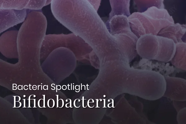 Bacterial Spotlight: All About Bifidobacteria
