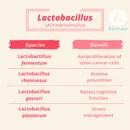 Bacterial Spotlight: Lactobacillus