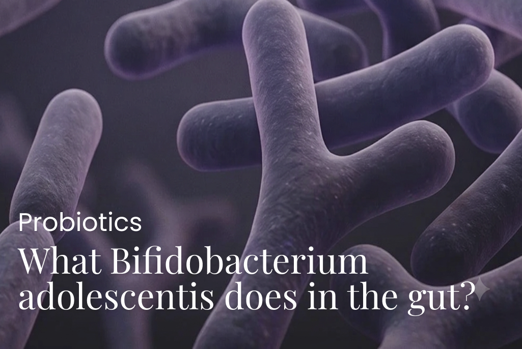What Bifidobacterium adolescentis does in the gut?