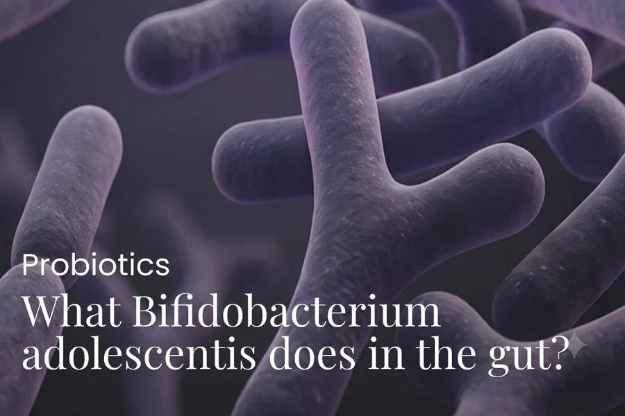 What Bifidobacterium adolescentis does in the gut?