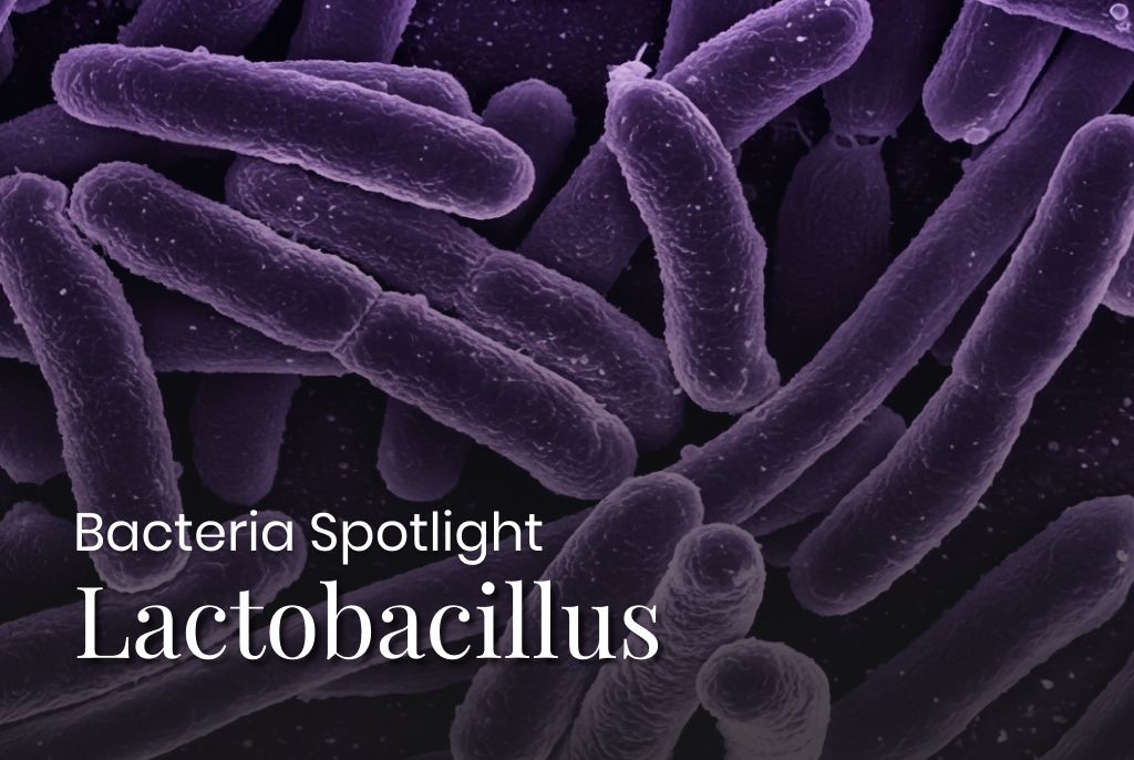 Bacterial Spotlight: All about Lactobacillus