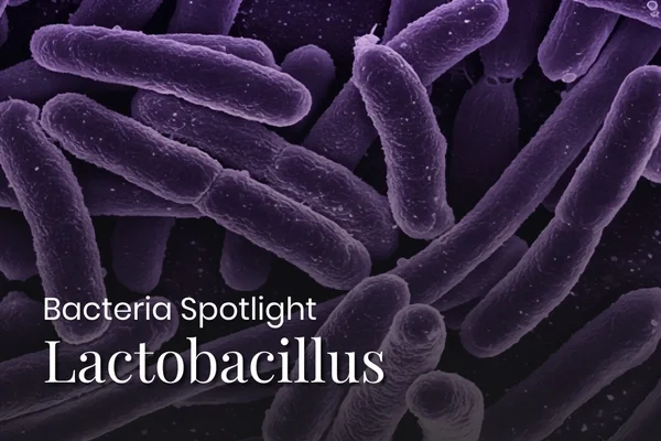 Bacterial Spotlight: All about Lactobacillus