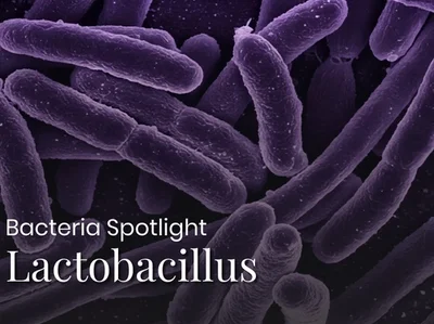 Bacterial Spotlight: All about Lactobacillus