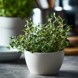 Thyme