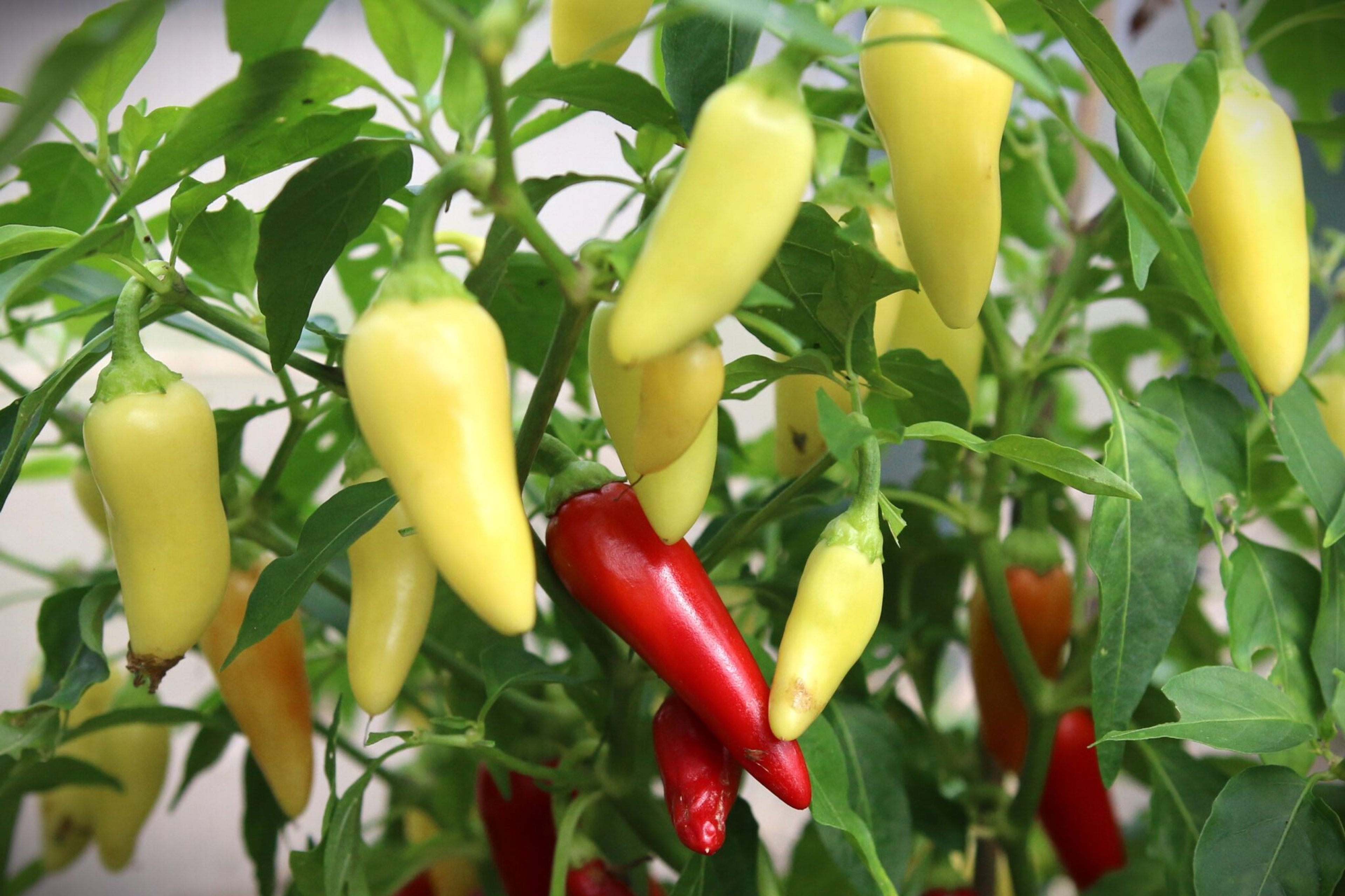 Cascabella - Svenskodlade chilifrön från Svenska Frön