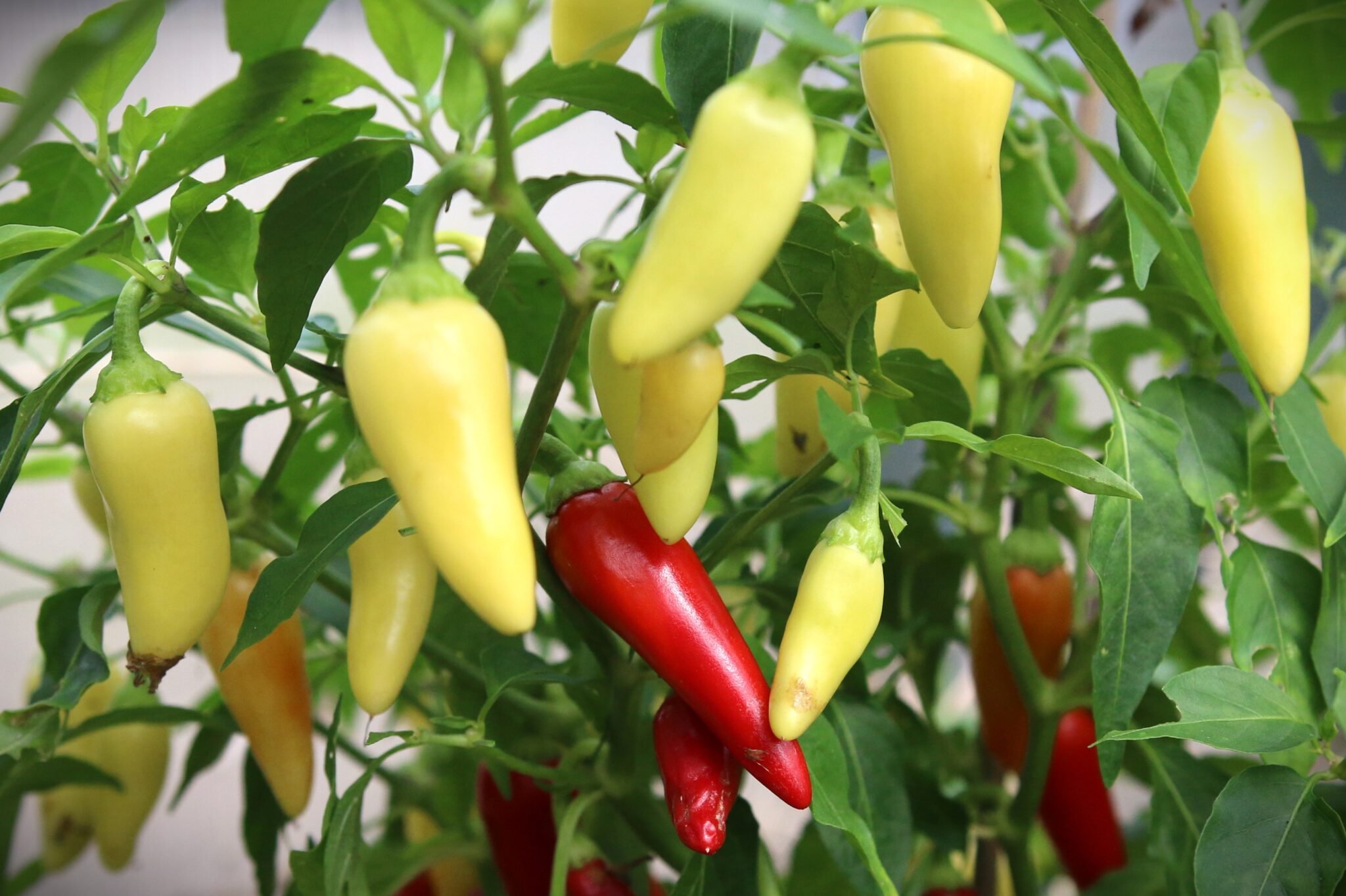 Köp Cascabella - Chilifrön online hos Svenska Frön Cascabella - Svenskodlade chilifrön från Svenska Frön