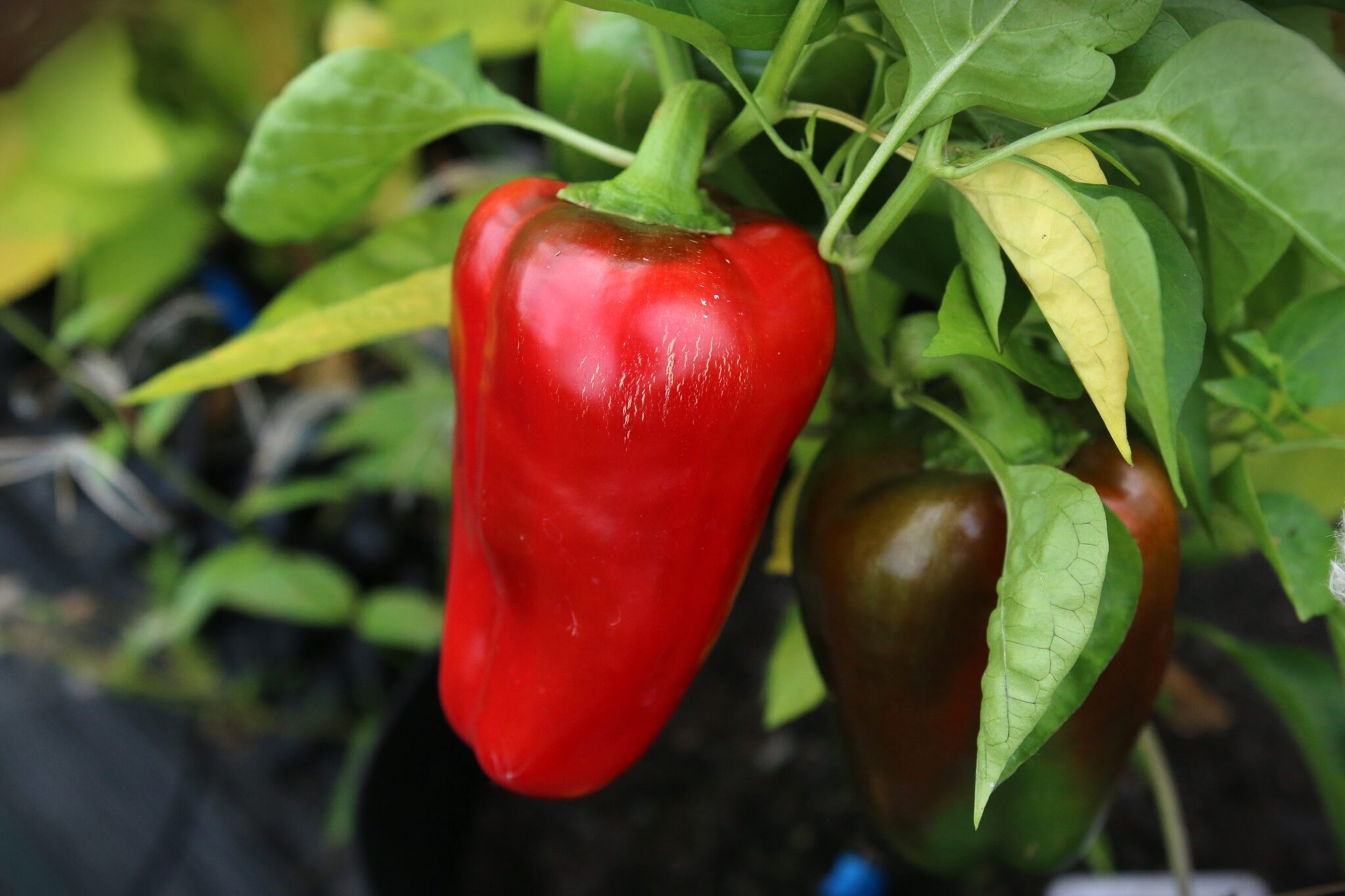 California Wonder - Svenskodlade chilifrön från Svenska Frön