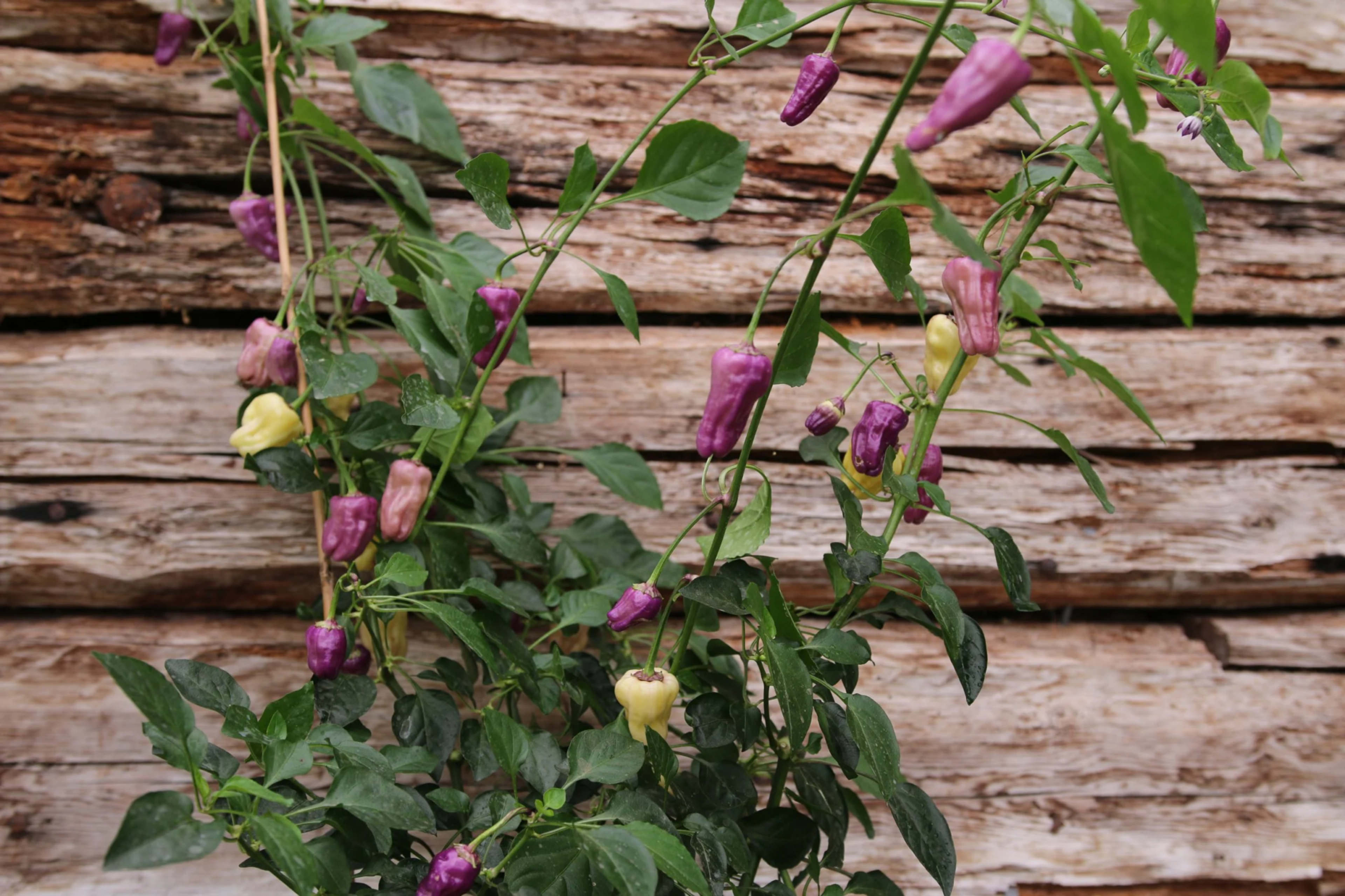 Black Scorpion Tongue - Svenskodlade chilifrön från Svenska Frön