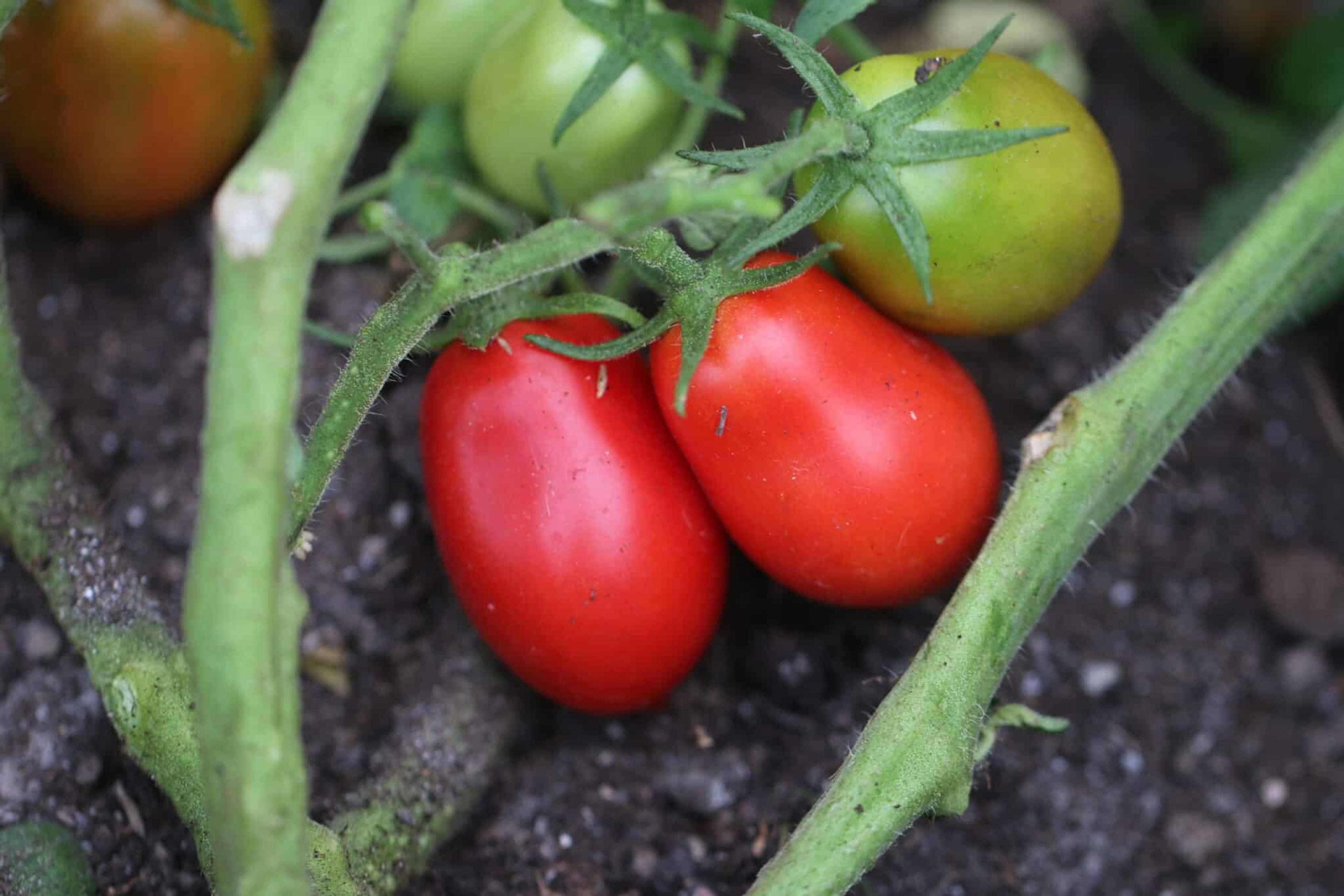 San Marzano 2 - Svenskodlade tomatfrön från Svenska Frön