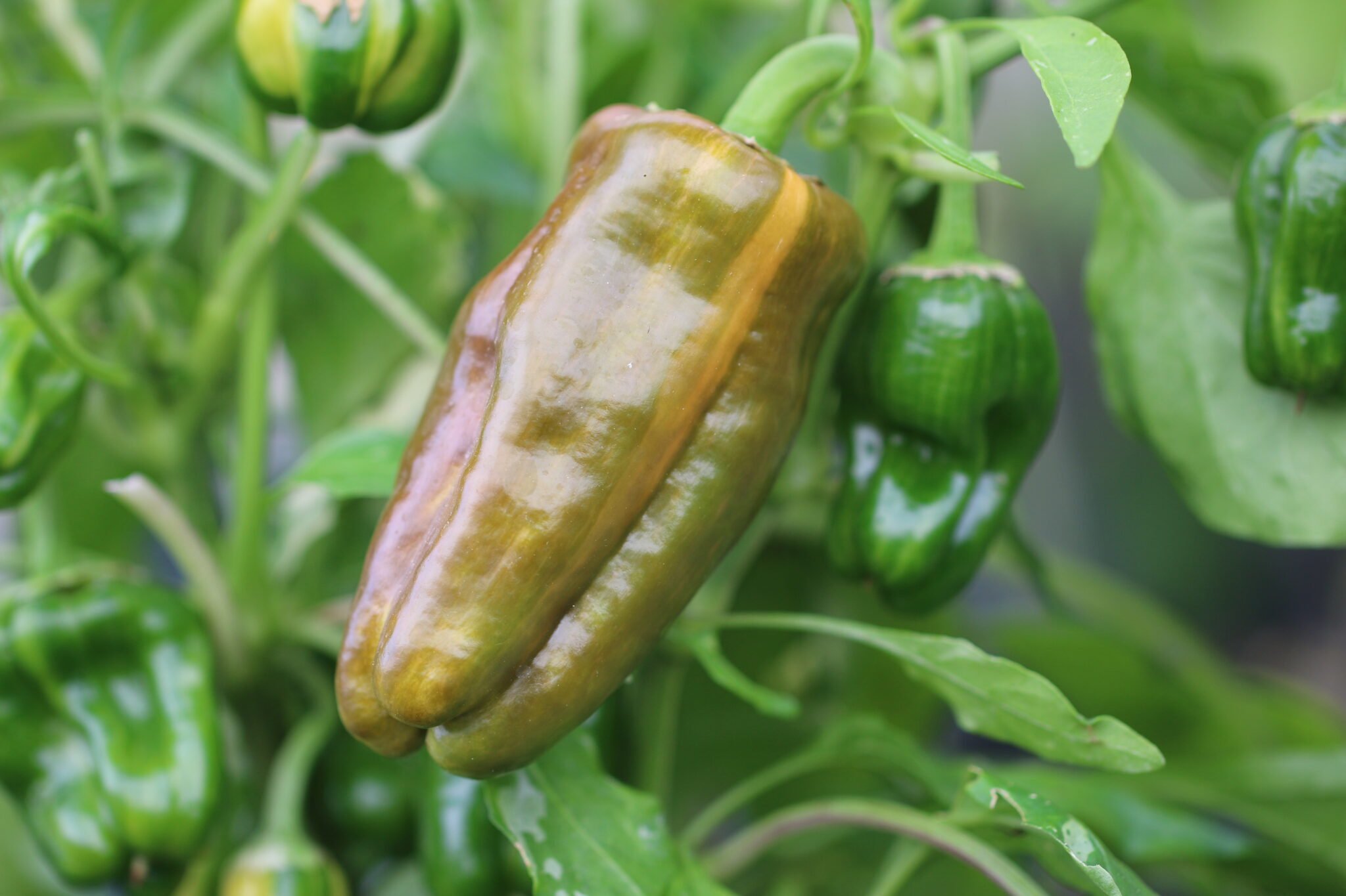 Köp Candy Cane - Chilifrön online hos Svenska Frön Candy Cane - Svenskodlade chilifrön frÄn Svenska Frön