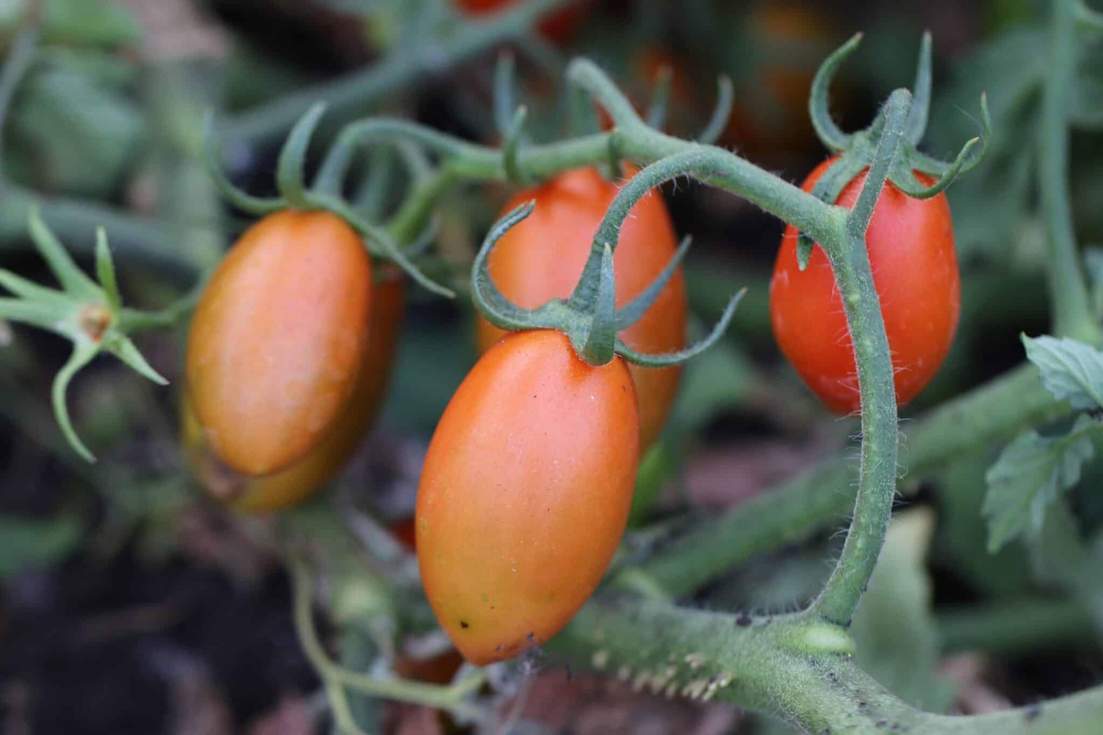 Blumko miniatyrbild 2