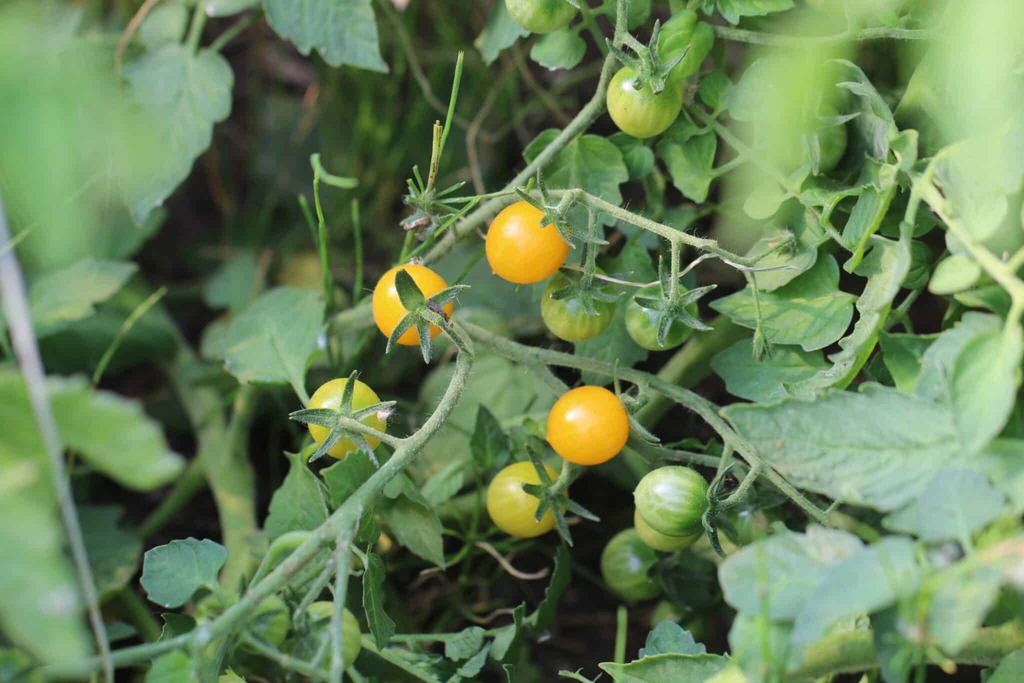 Köp Clementine - Tomatfrön online hos Svenska Frön Clementine - Svenskodlade tomatfrön från Svenska Frön