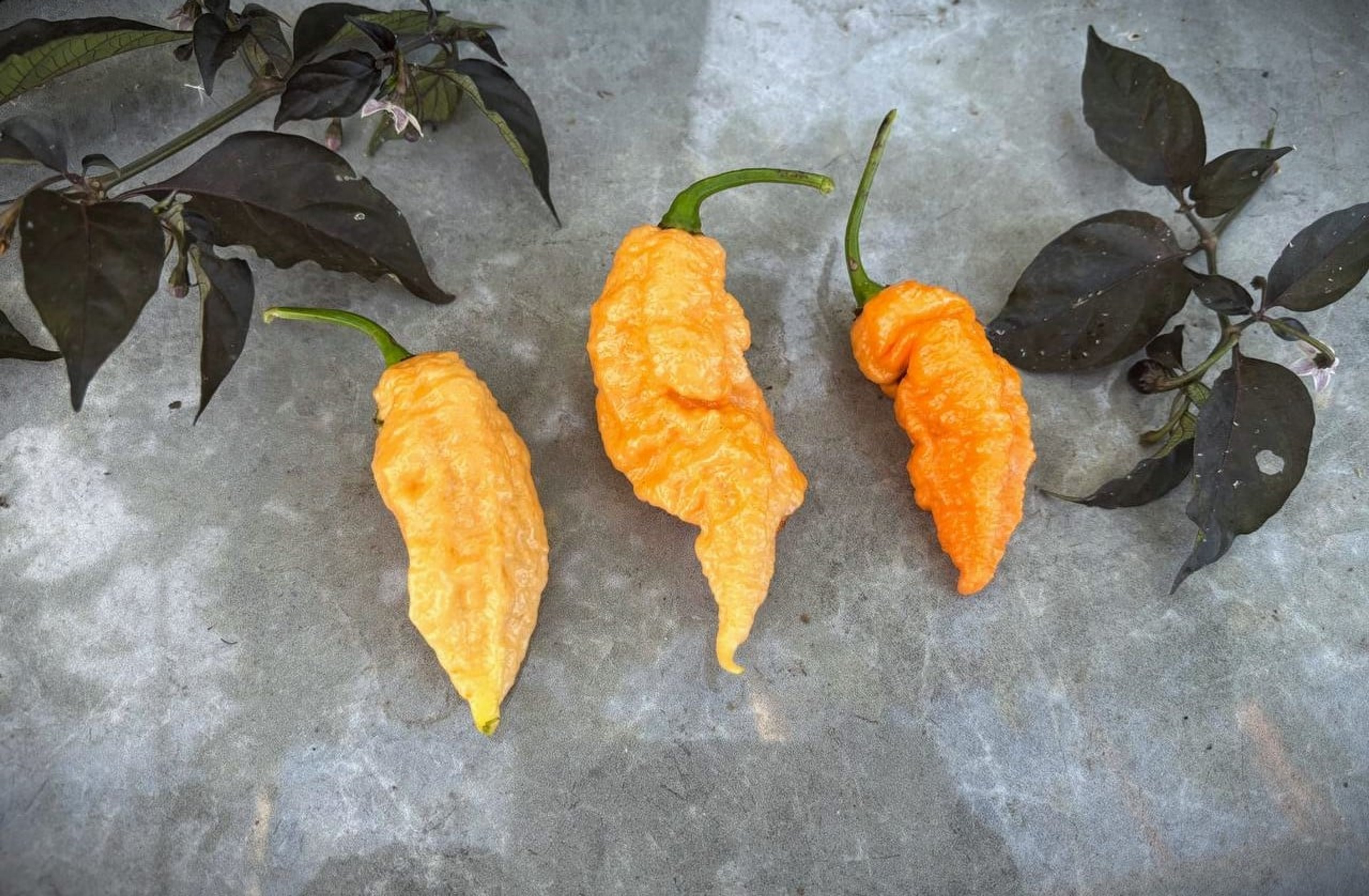 Reaper X JPGS - Svenskodlade chilifrön från Svenska Frön