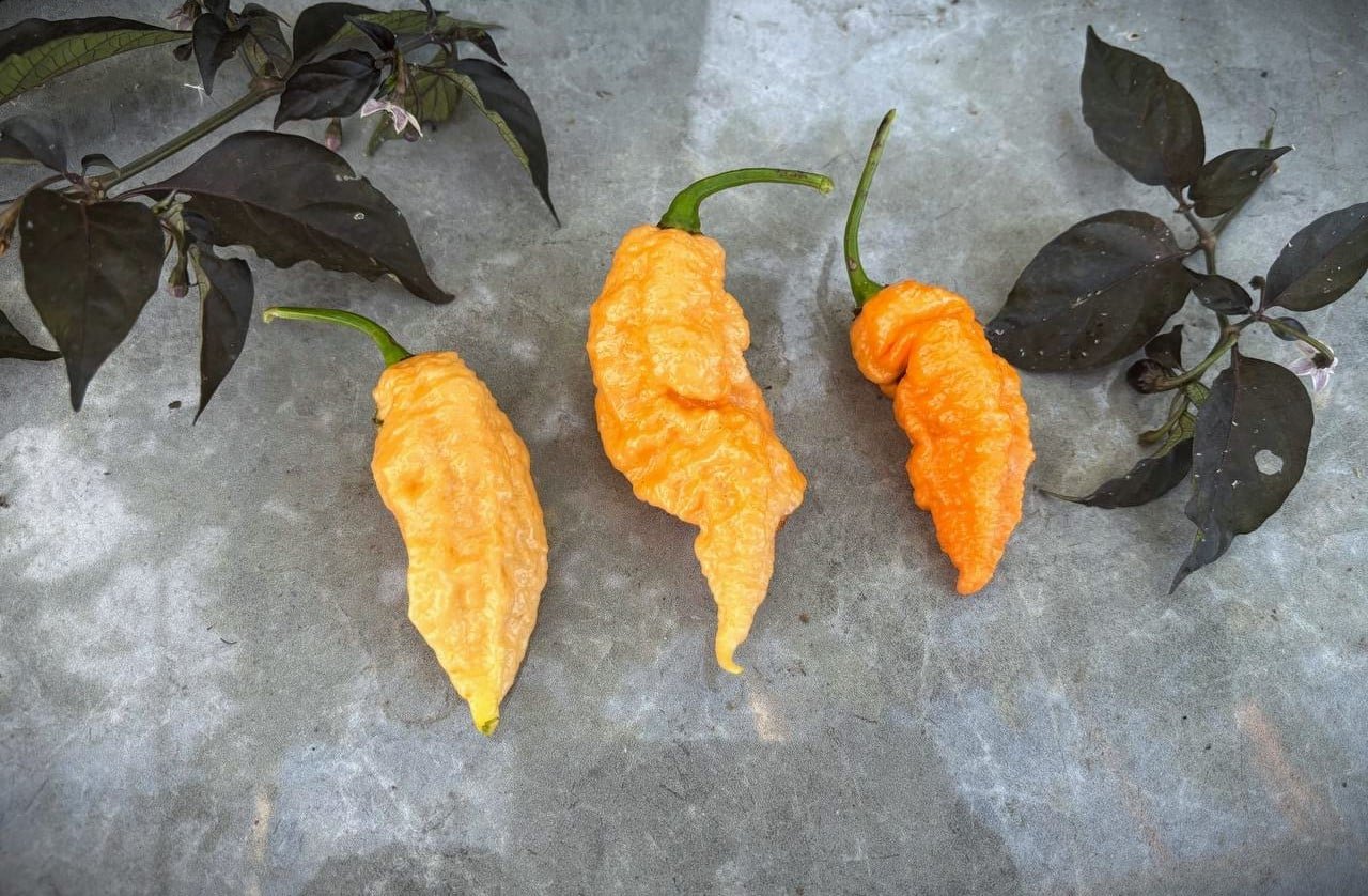 Köp Reaper X JPGS - Chilifrön online hos Svenska Frön Reaper X JPGS - Svenskodlade chilifrön från Svenska Frön