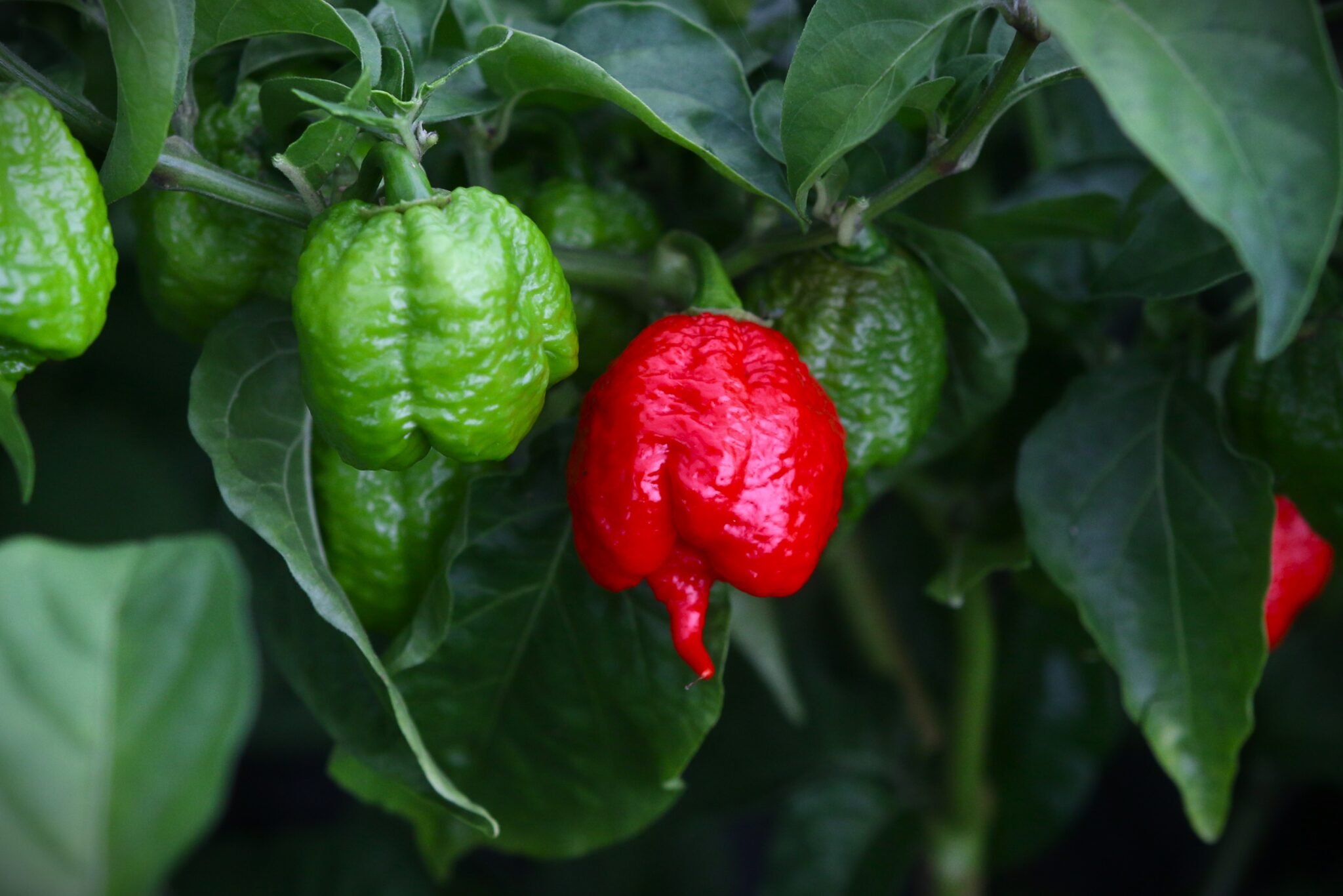 Köp Jaydee´s Reaper - Chilifrön online hos Svenska Frön Jaydee´s Reaper - Svenskodlade chilifrön från Svenska Frön