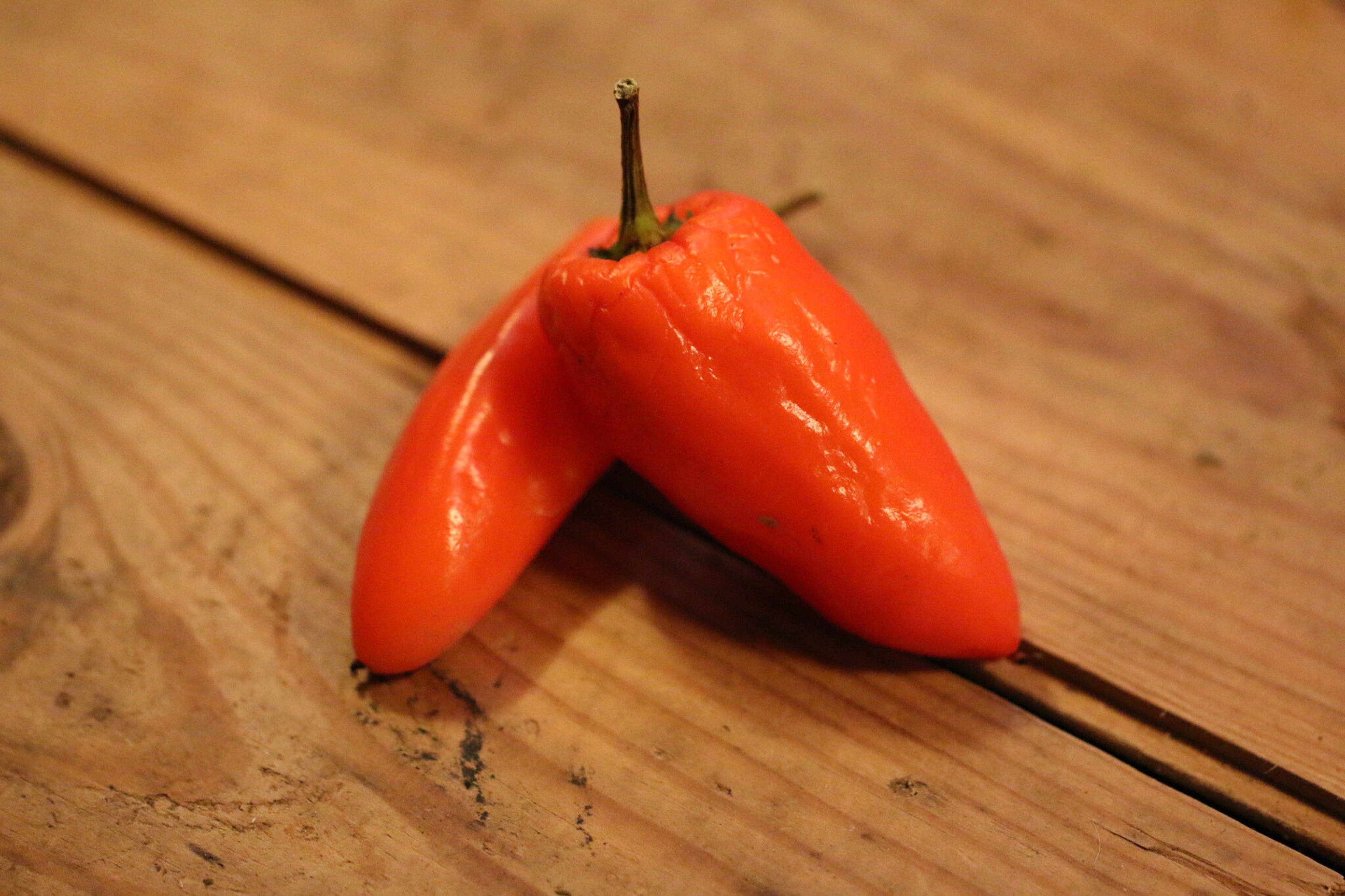 Tangerine Dream - Svenskodlade chilifrön från Svenska Frön