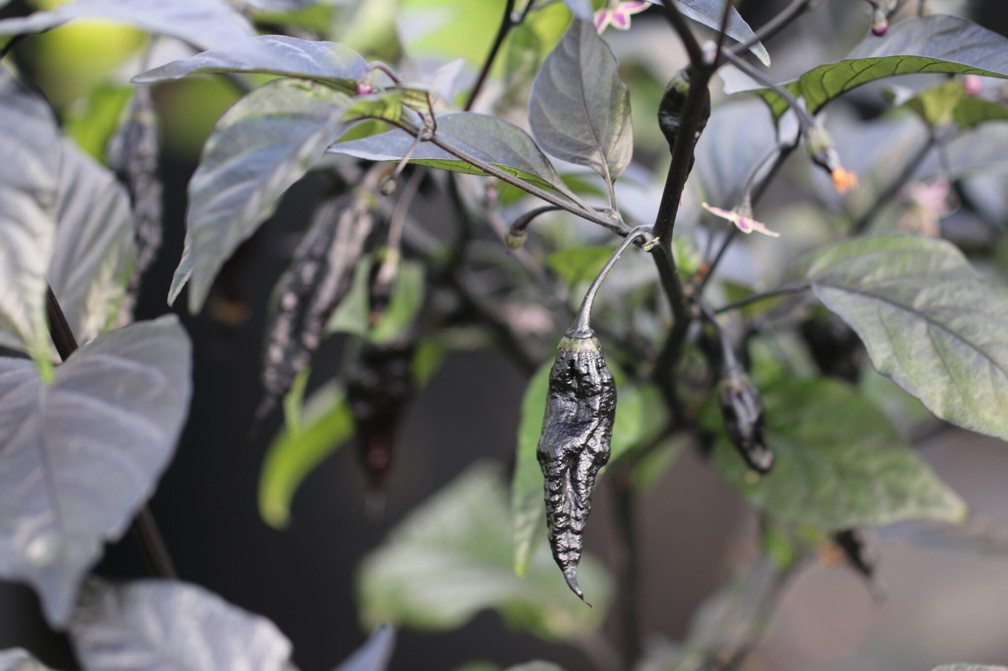 Naga Tiger D.D miniatyrbild 6