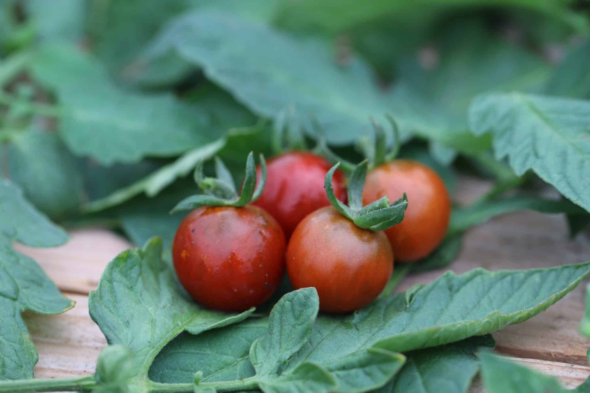 Köp Garnet - Tomatfrön online hos Chilifrön.se Mörka purpurröda Garnet-körsbärstomater i klase