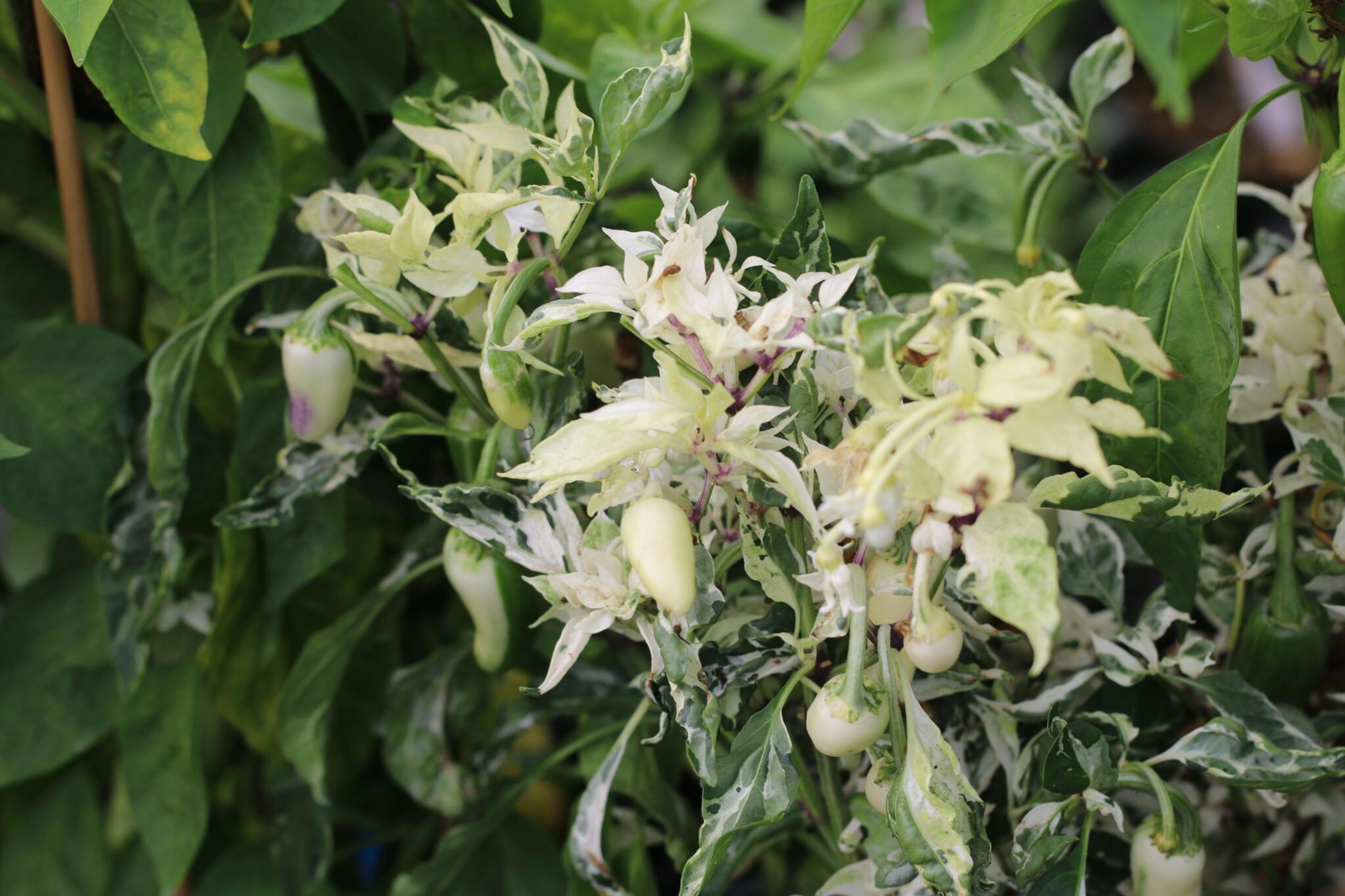 Mattapeno miniatyrbild 5