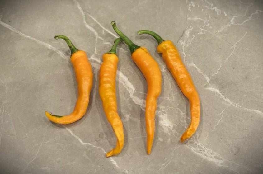 Köp Cayenne Orange - Chilifrön online hos Svenska Frön Cayenne Orange - Svenskodlade chilifrön frÄn Svenska Frön