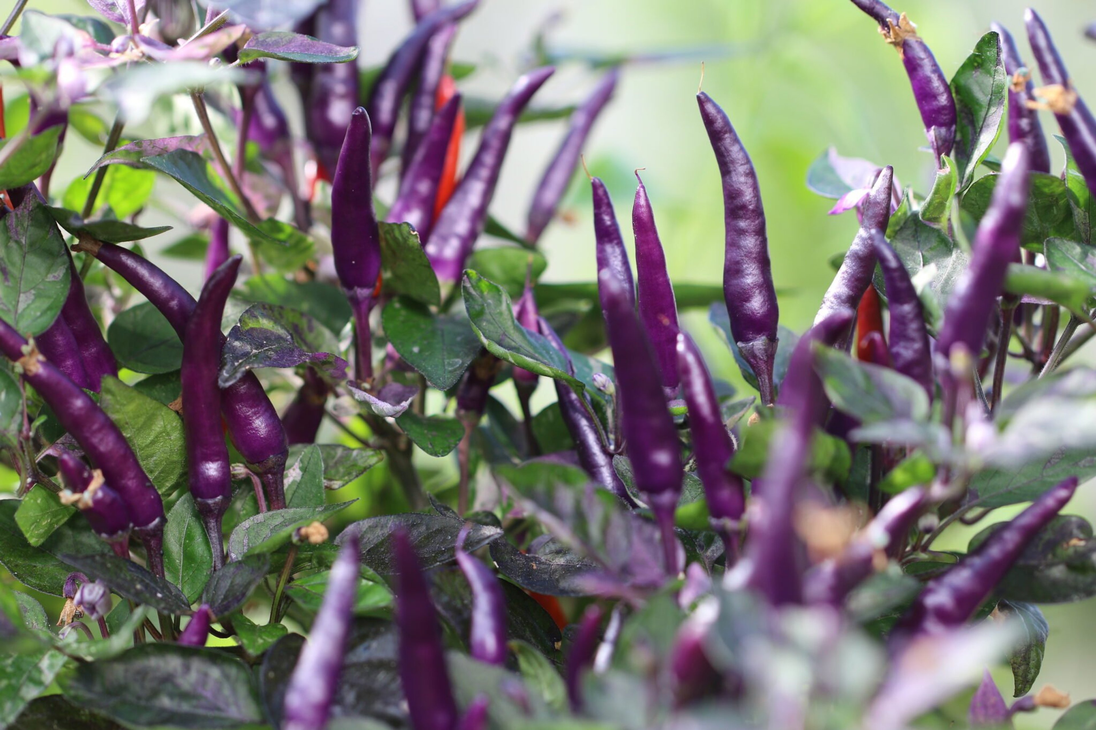 Dream Catcher Dwarf - Svenskodlade chilifrön från Svenska Frön