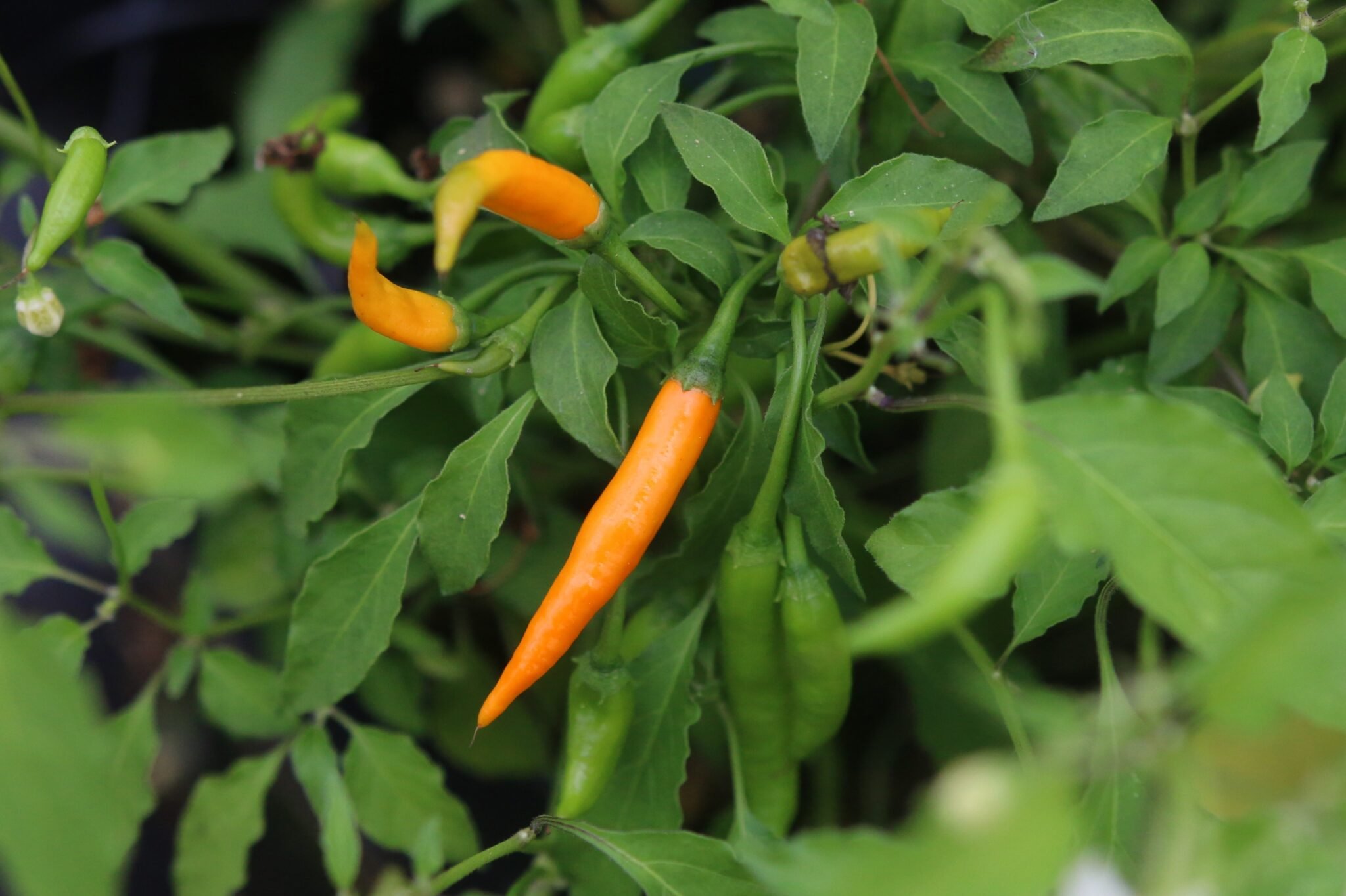 Köp Criolla Sella - Chilifrön online hos Svenska Frön Criolla Sella - Svenskodlade chilifrön från Svenska Frön