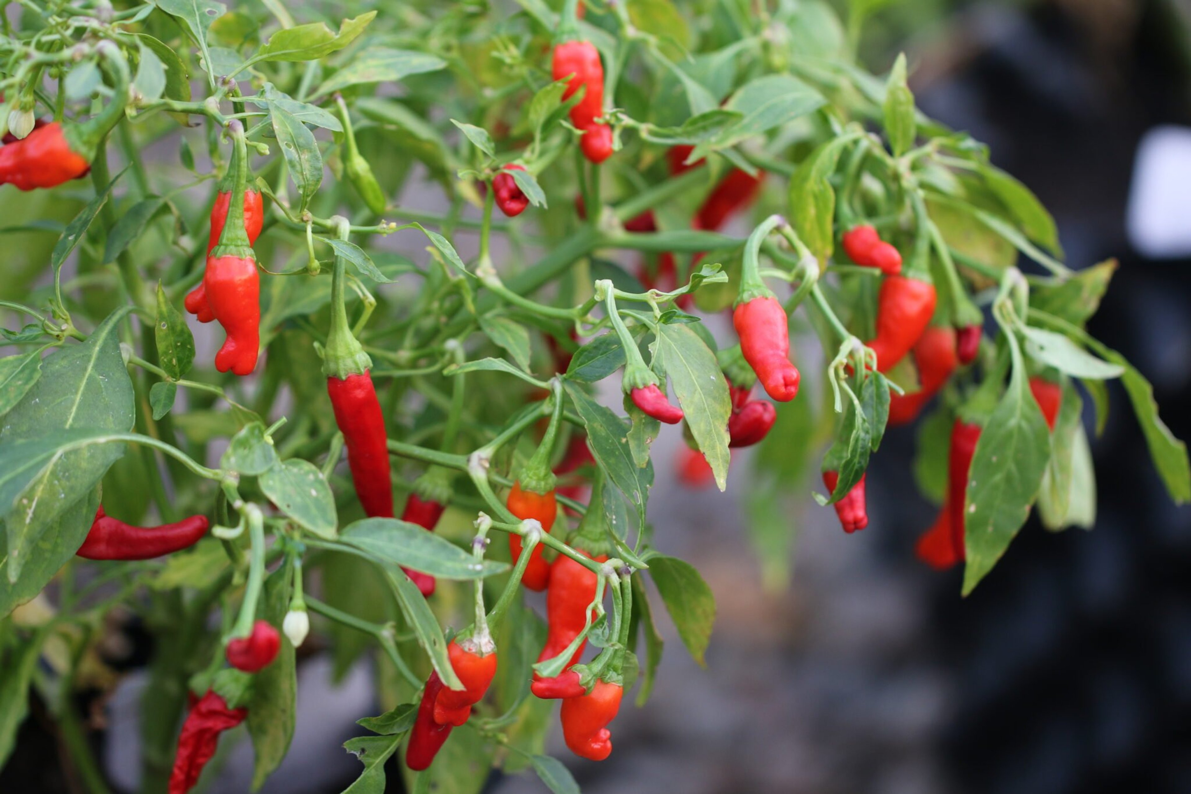 Pikito - Svenskodlade chilifrön från Svenska Frön