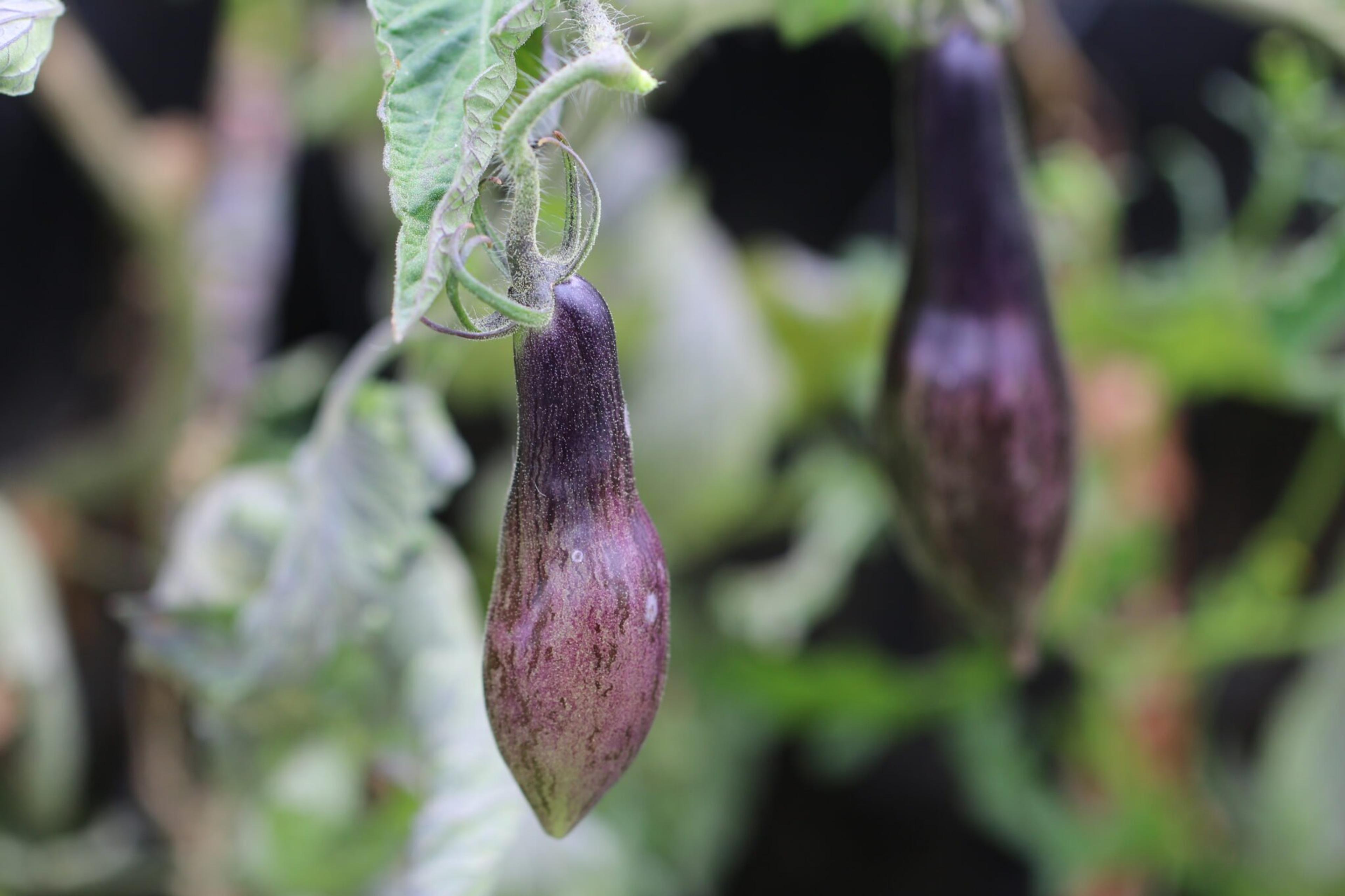 Antho Pink Panther miniatyrbild 2