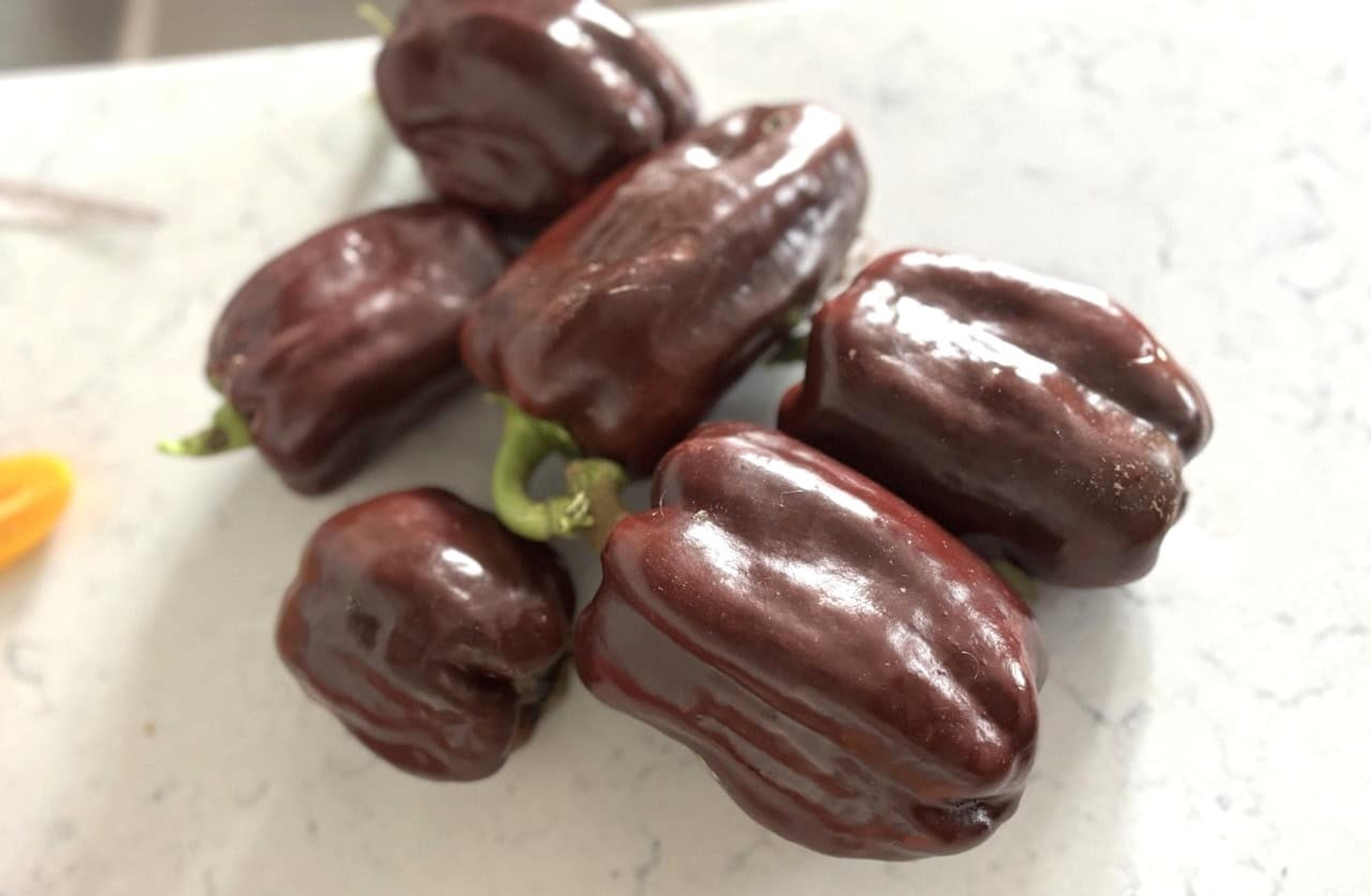 Chocolate Bell - Svenskodlade chilifrön från Svenska Frön