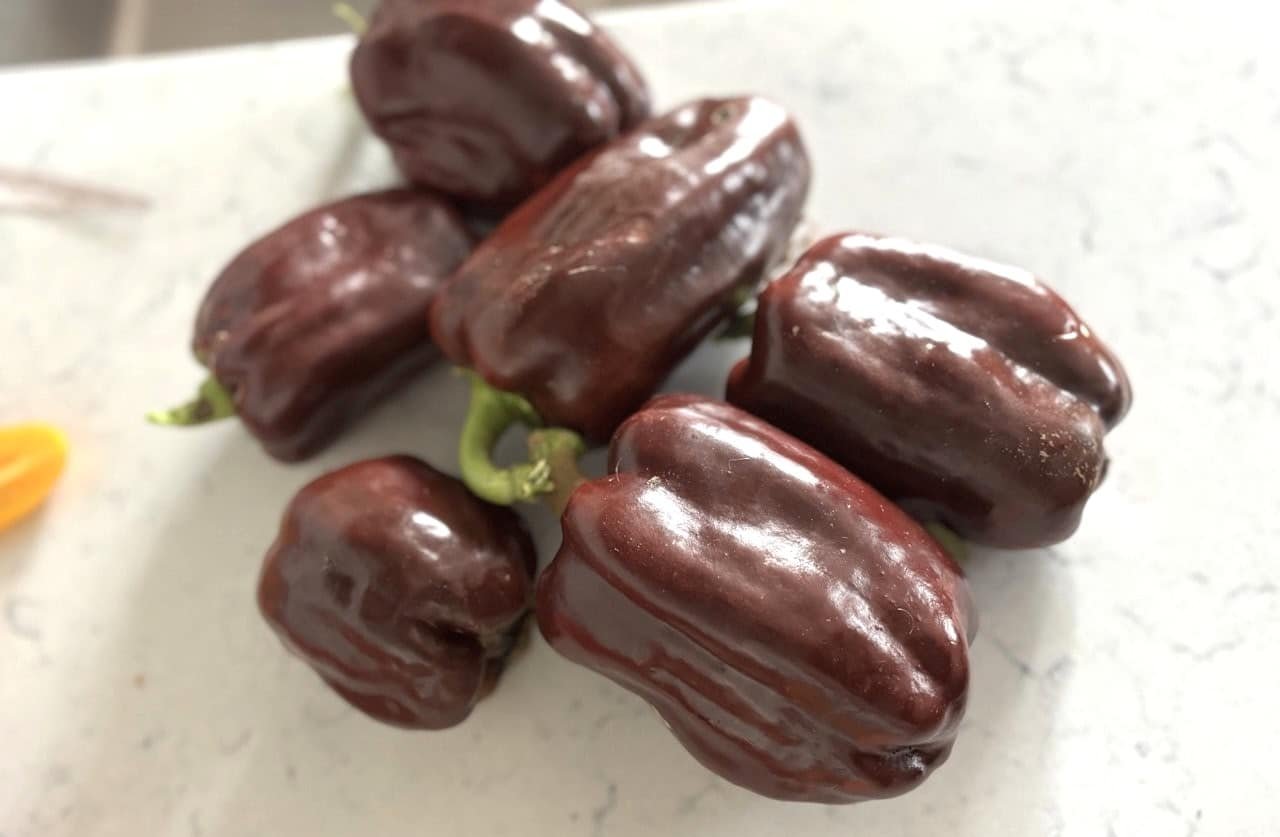 Köp Chocolate Bell - Chilifrön online hos Svenska Frön Chocolate Bell - Svenskodlade chilifrön från Svenska Frön