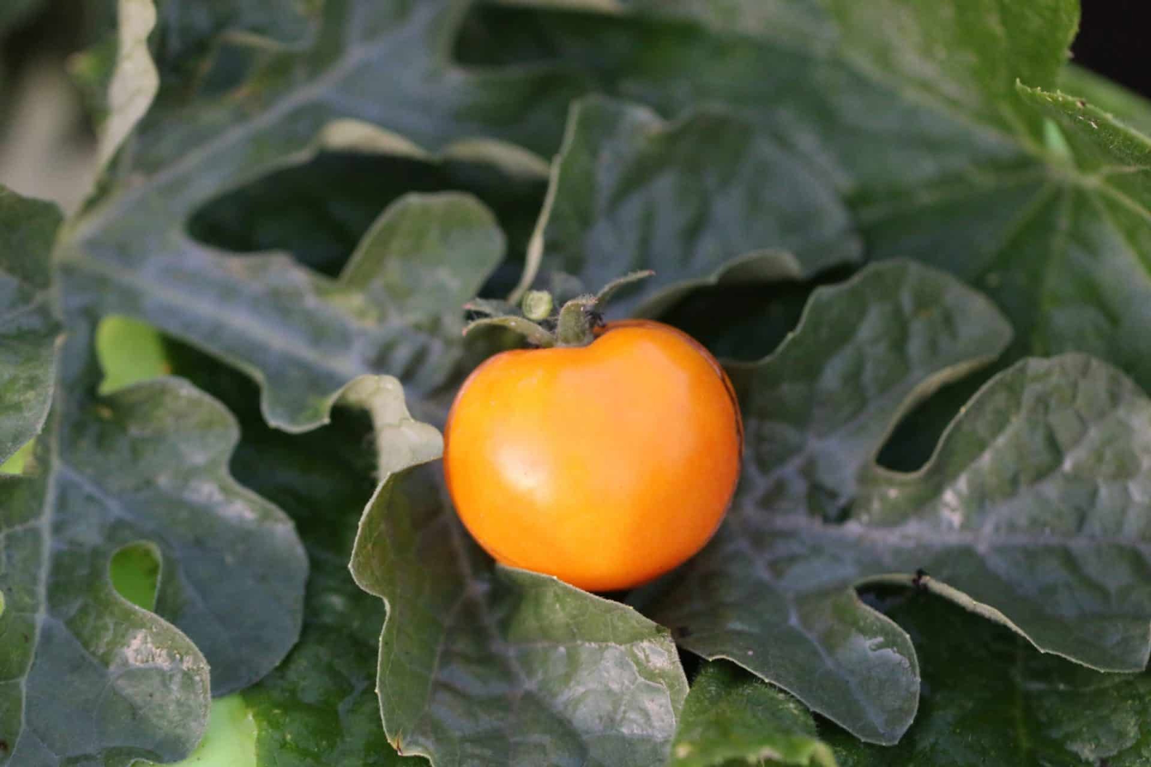 Ola Polka - Svenskodlade tomatfrön från Svenska Frön