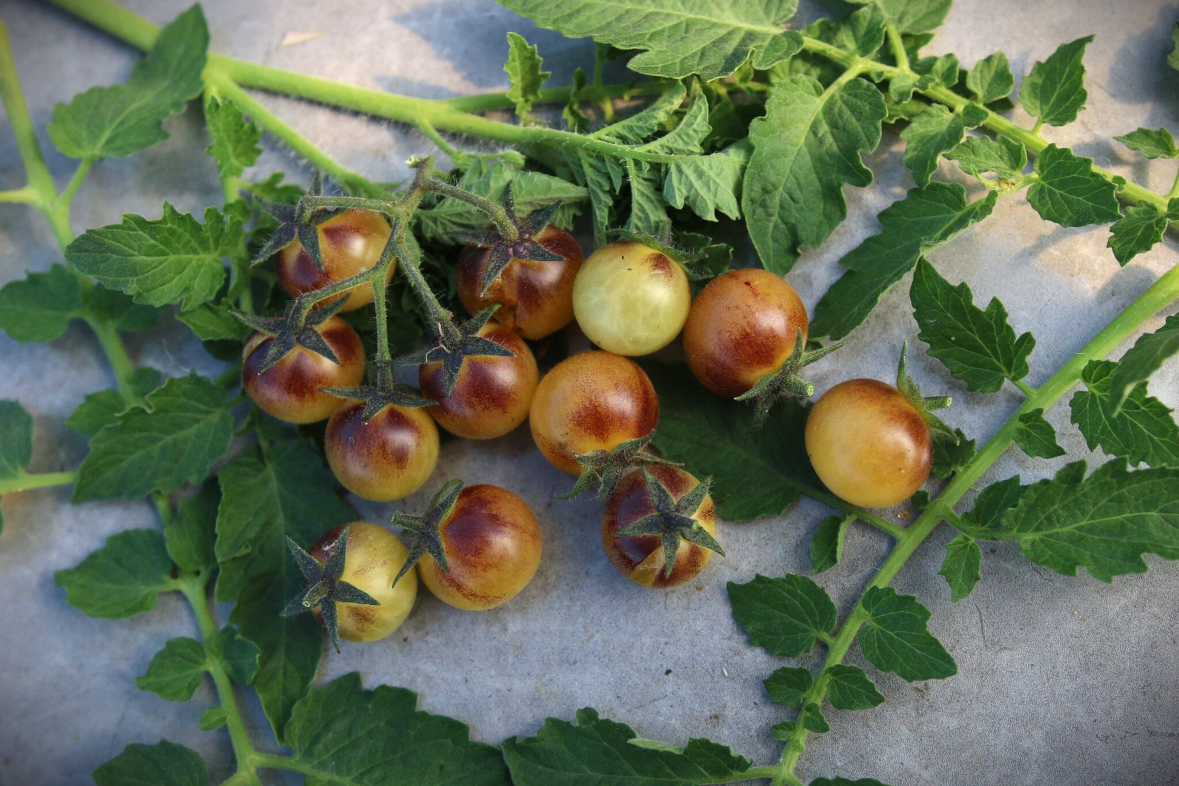 Amethyst Cream Cherry - Svenskodlade tomatfrön från Svenska Frön