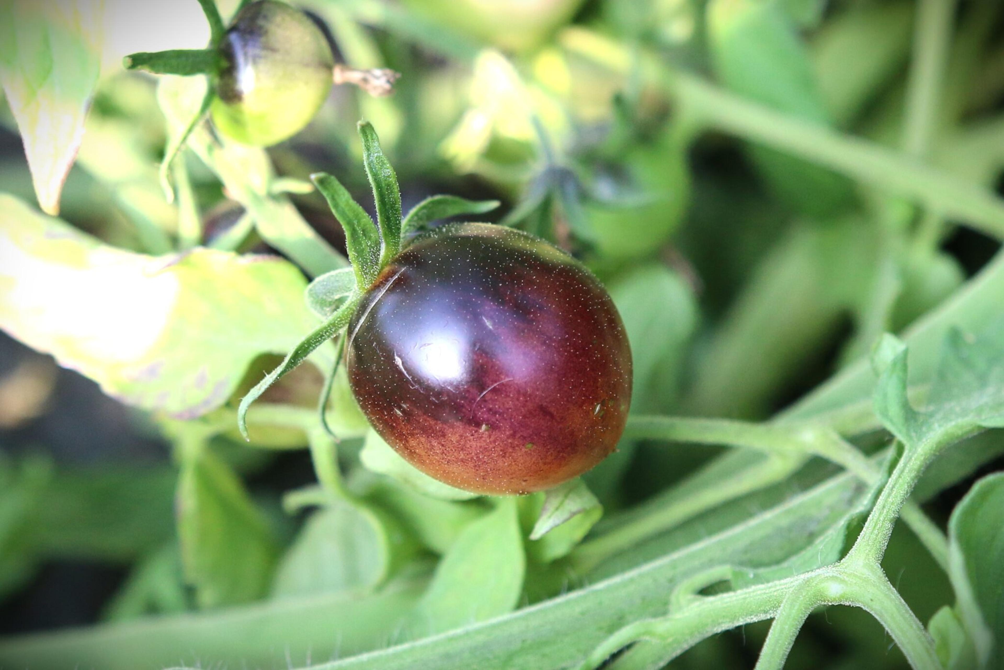 Cascade Village Blue miniatyrbild 2