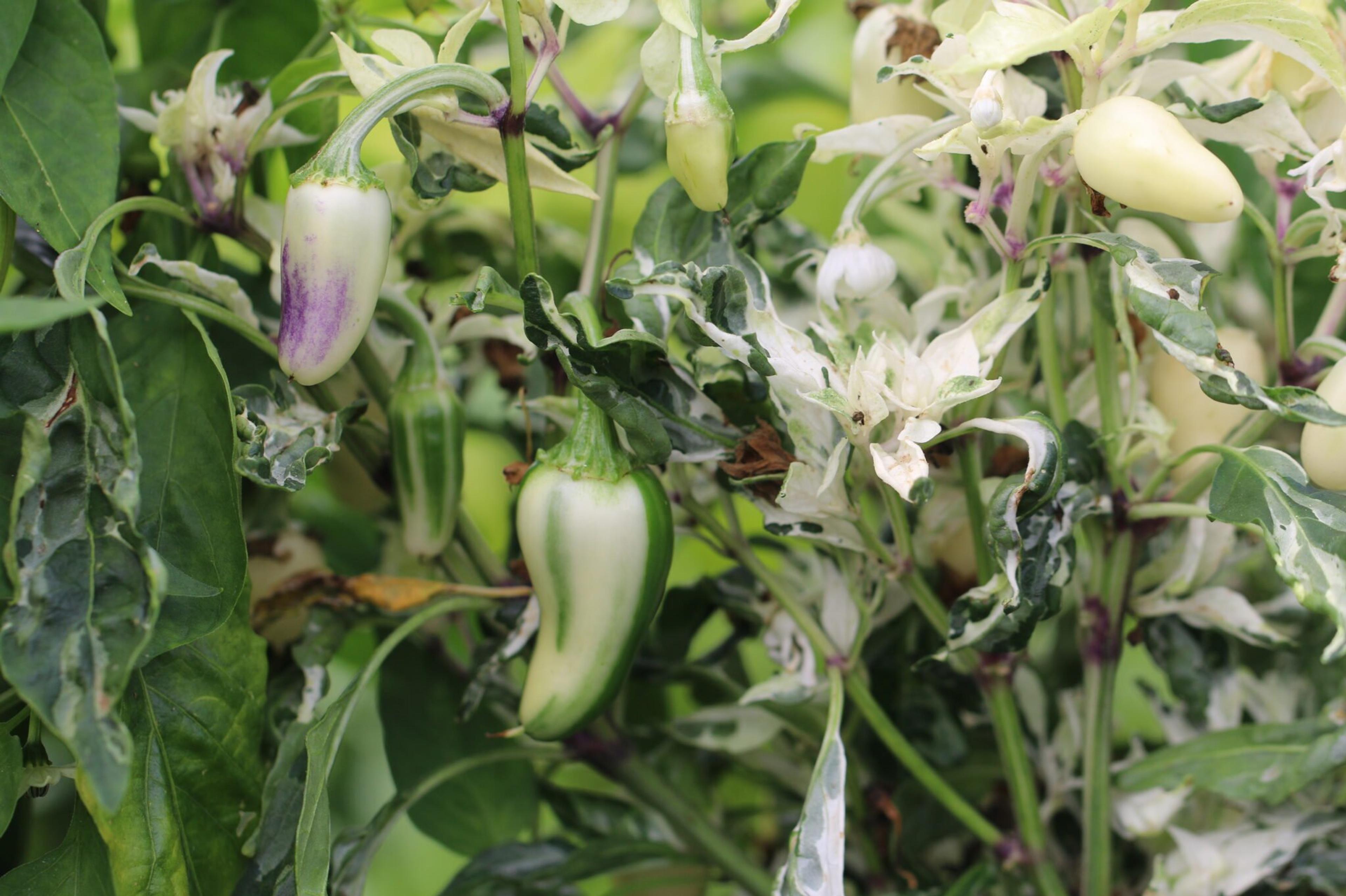 Mattapeno miniatyrbild 1