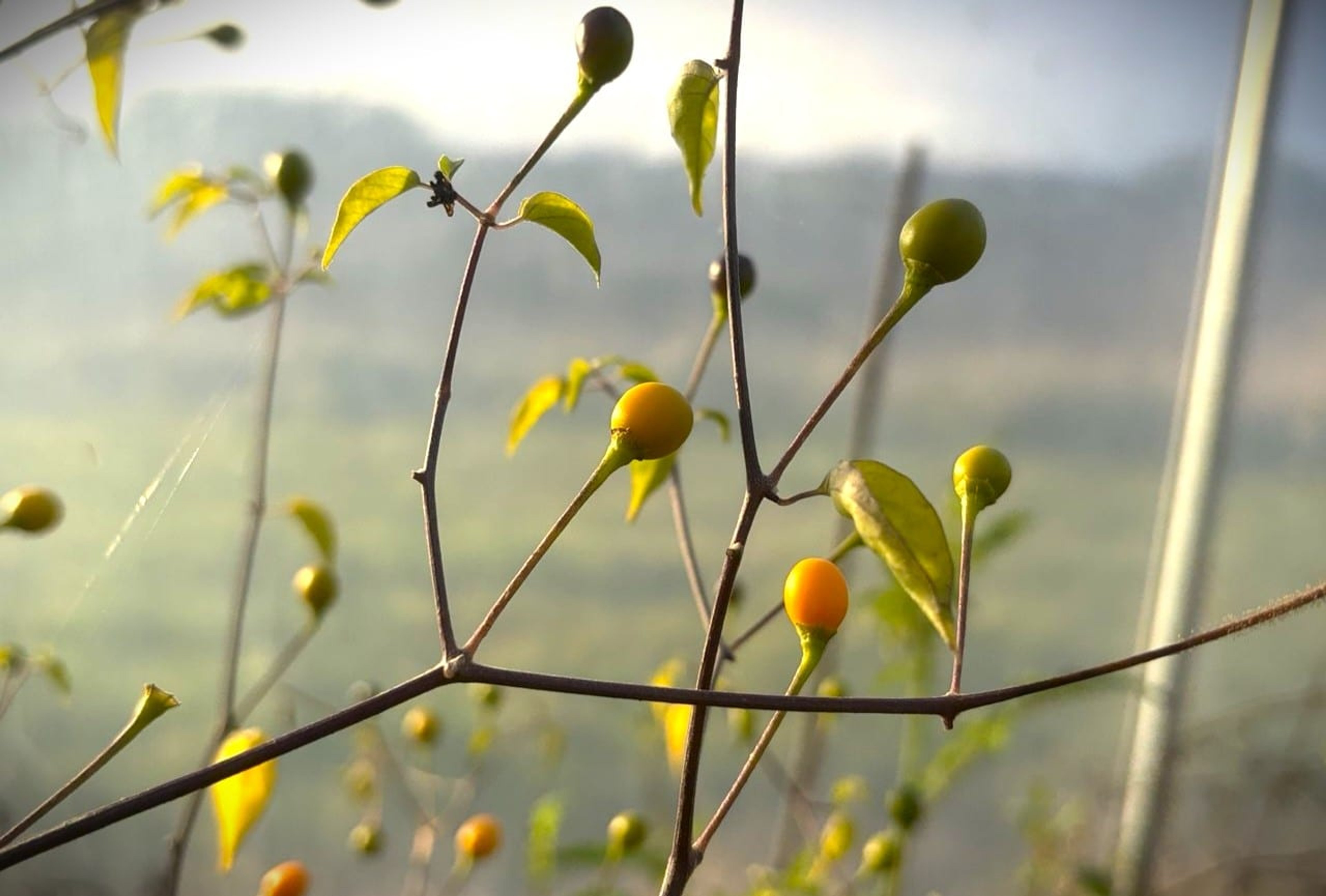 Chiltepin Amarillo - Svenskodlade chilifrön från Svenska Frön