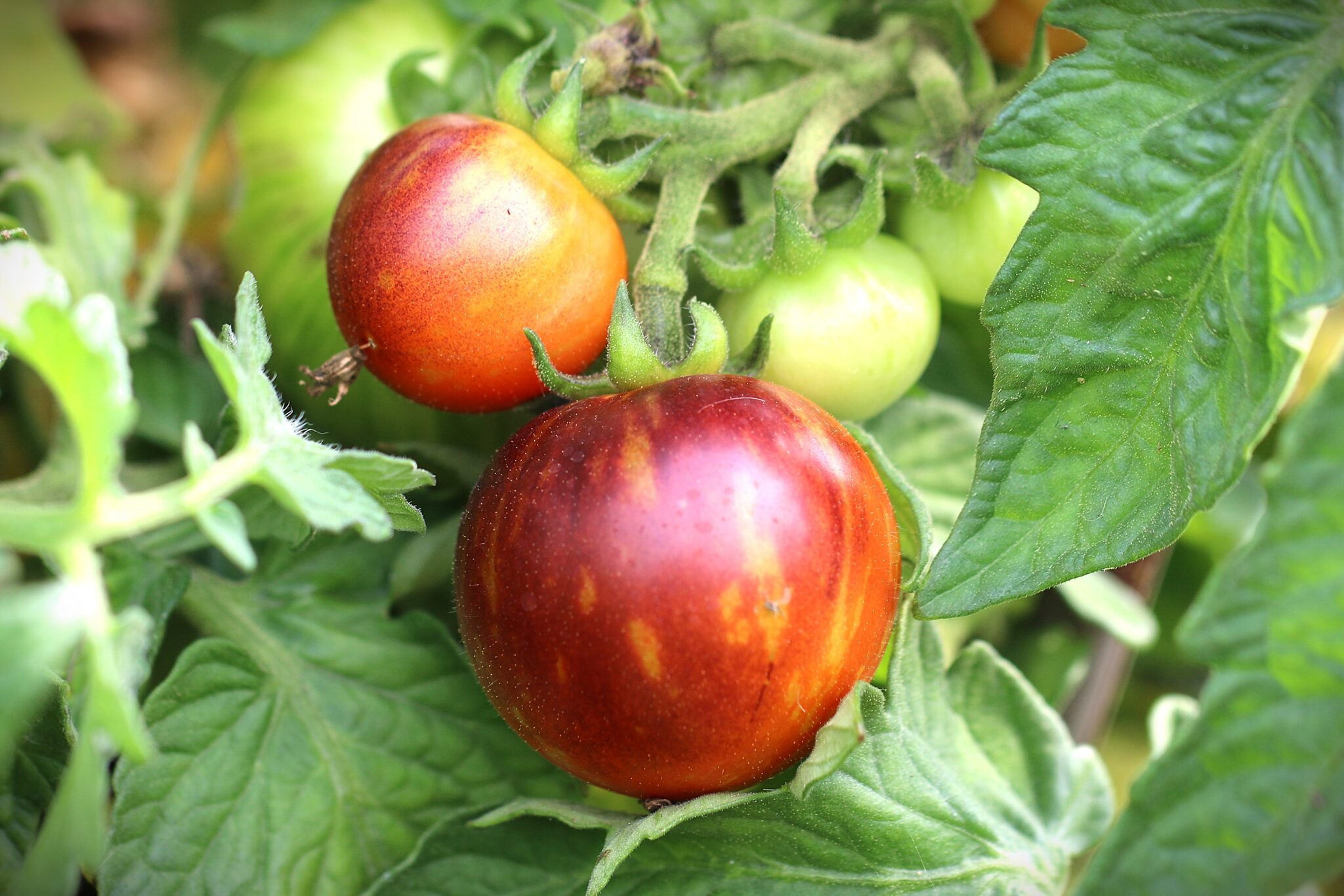 Köp Antho Striped - Tomatfrön online hos Svenska Frön Antho Striped - Svenskodlade tomatfrön från Svenska Frön