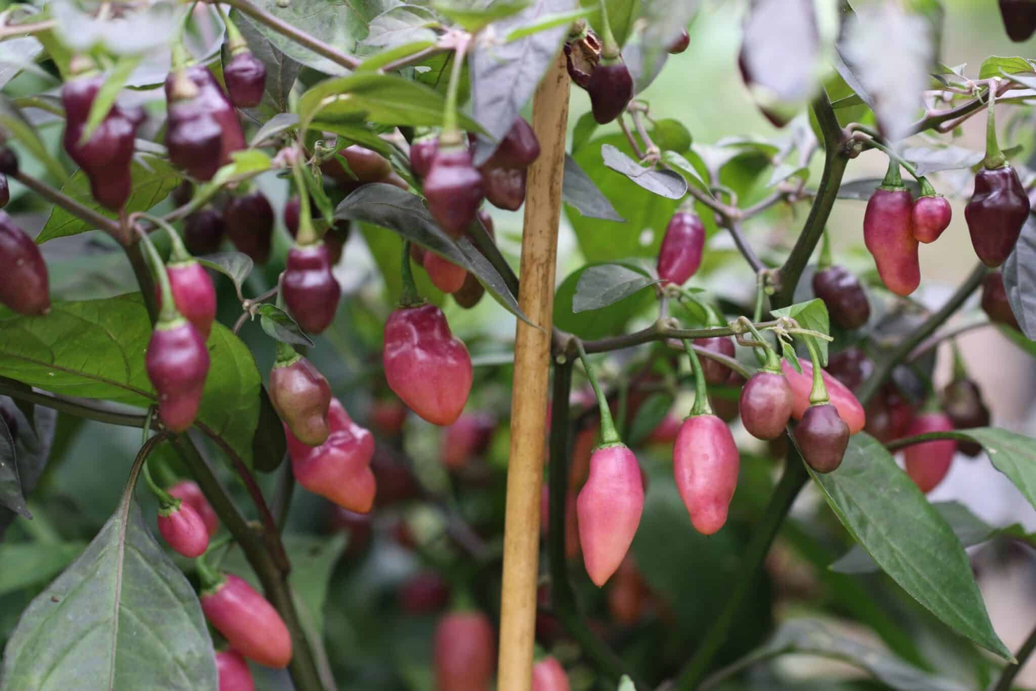 Köp Fidalgo Roxa - Chilifrön online hos Svenska Frön Fidalgo Roxa - Svenskodlade chilifrön från Svenska Frön