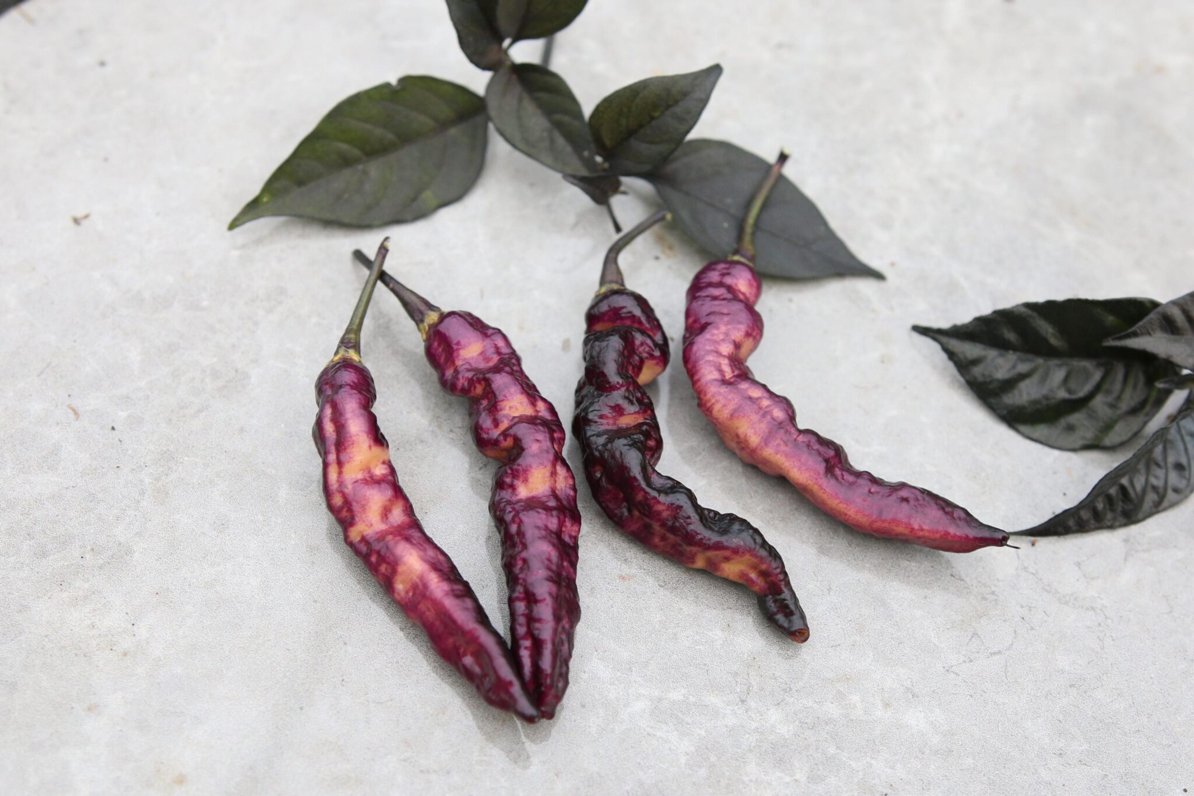 Purple Serpent miniatyrbild 2