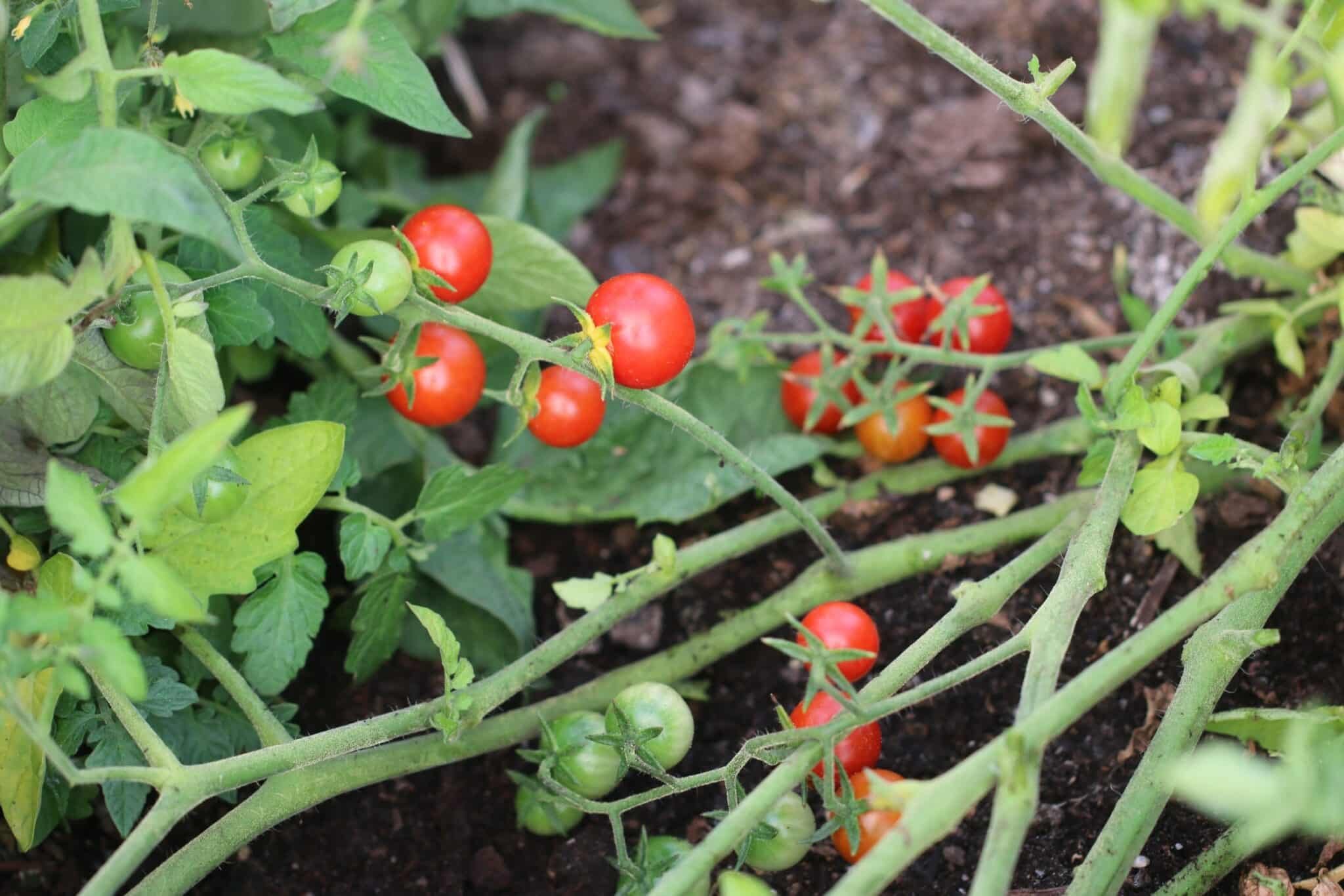 Köp Idyll - Tomatfrön online hos Svenska Frön Idyll - Svenskodlade tomatfrön från Svenska Frön