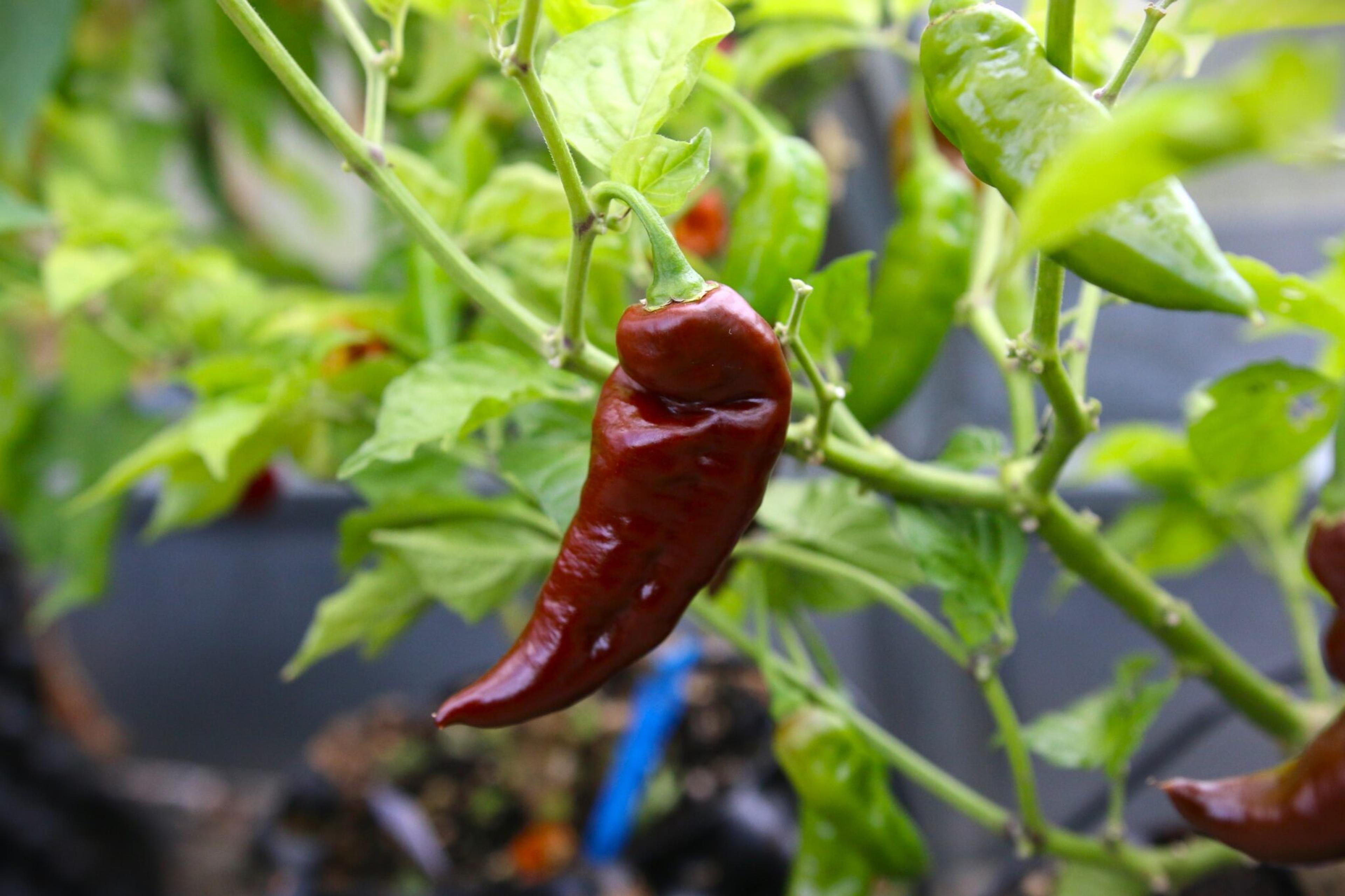 Fatalii Brown miniatyrbild 2