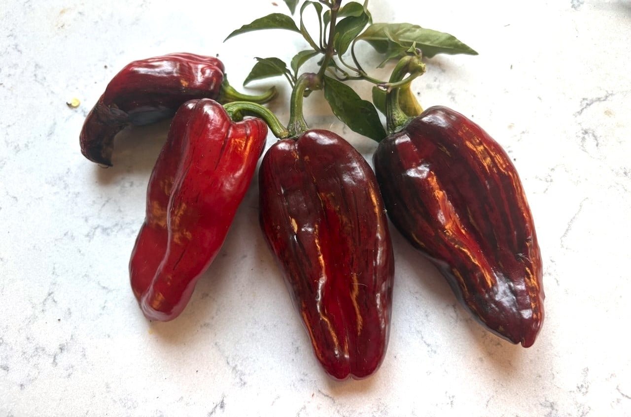 Köp Ancho L Pinky - Chilifrön online hos Chilifrön.se Breda mörkgröna Ancho L Pinky-poblanofrukter på plantan