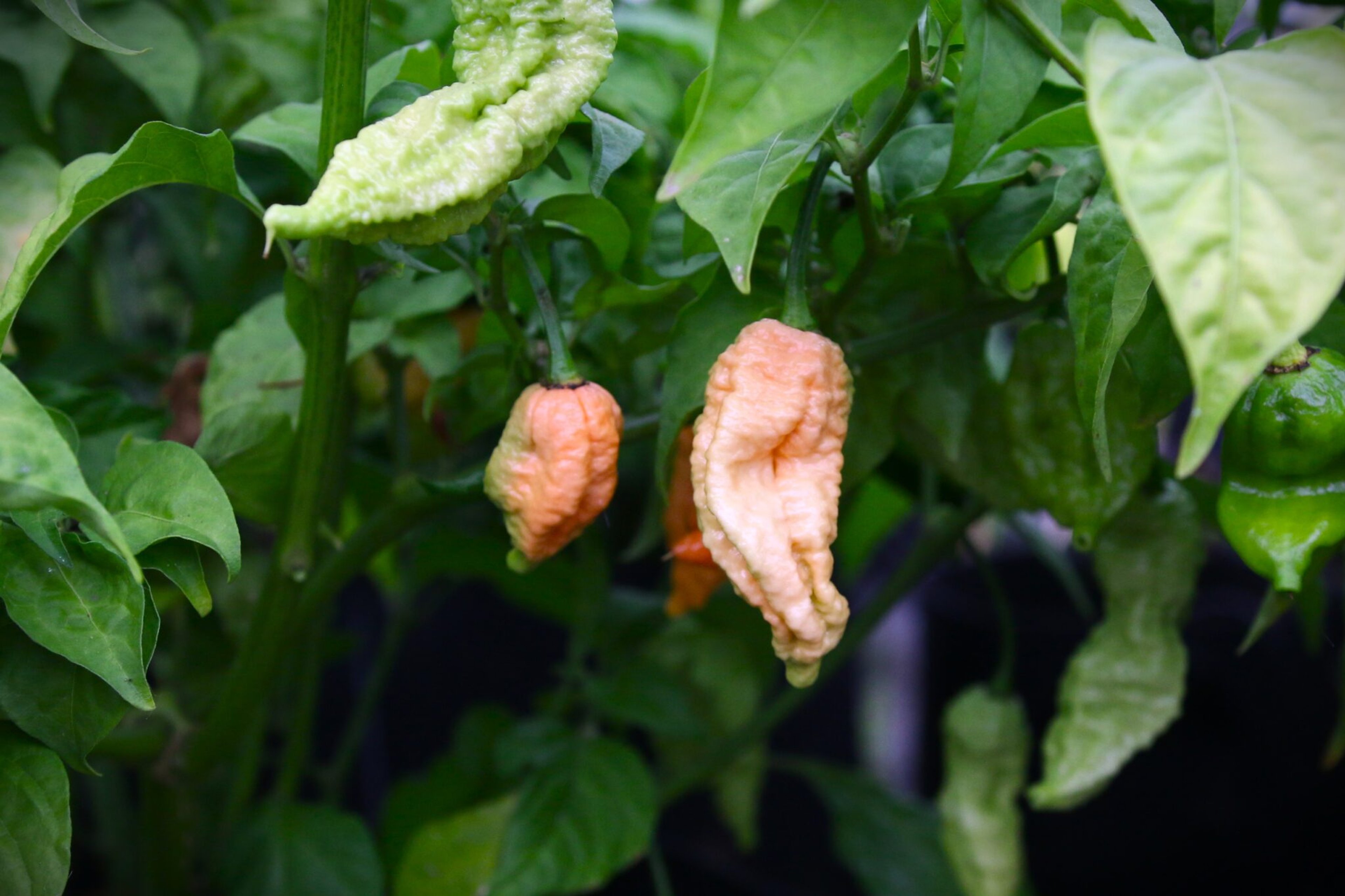 Borg 9 Peach - Svenskodlade chilifrön från Svenska Frön