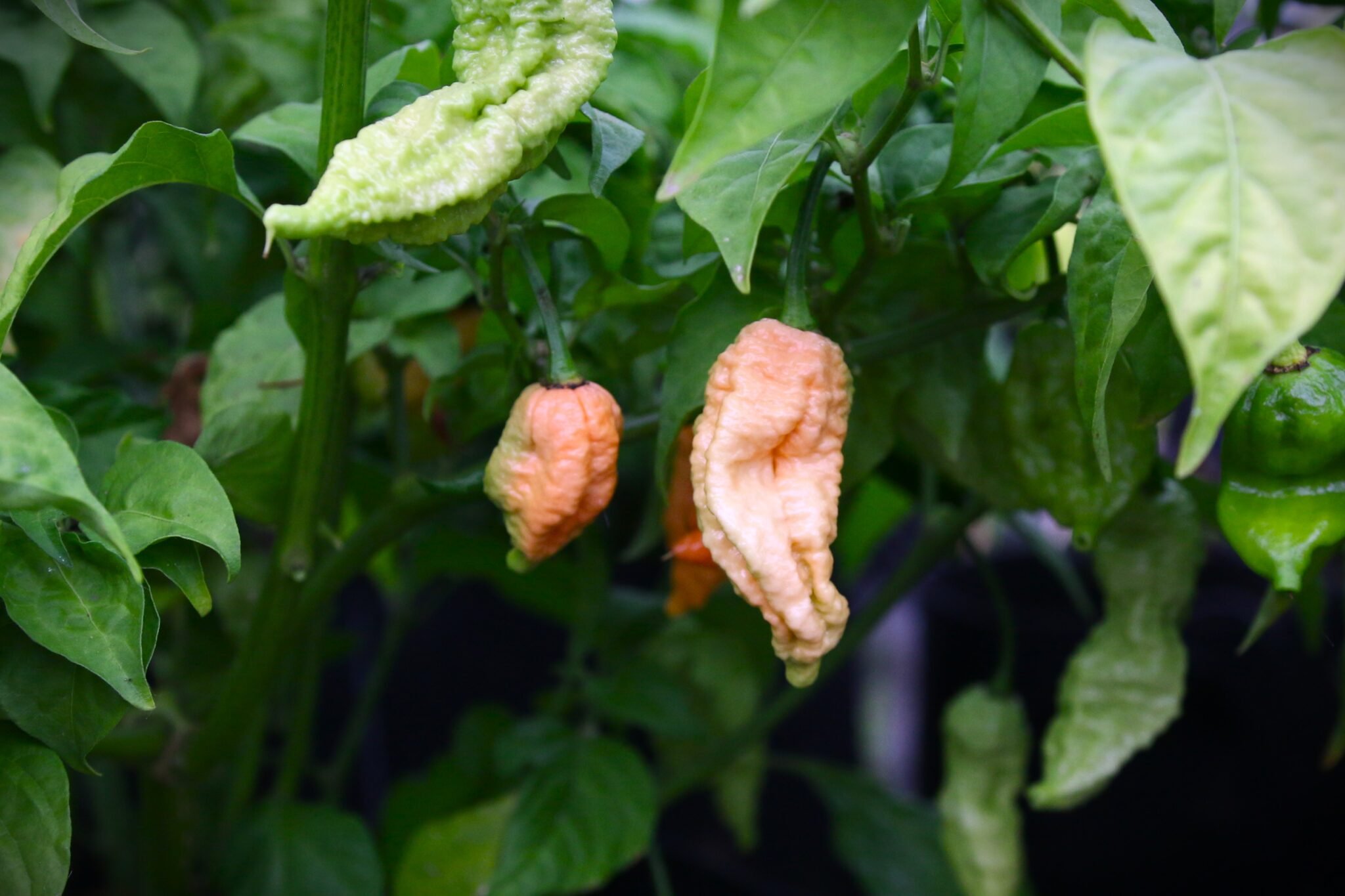 Köp Borg 9 Peach - Chilifrön online hos Svenska Frön Borg 9 Peach - Svenskodlade chilifrön från Svenska Frön