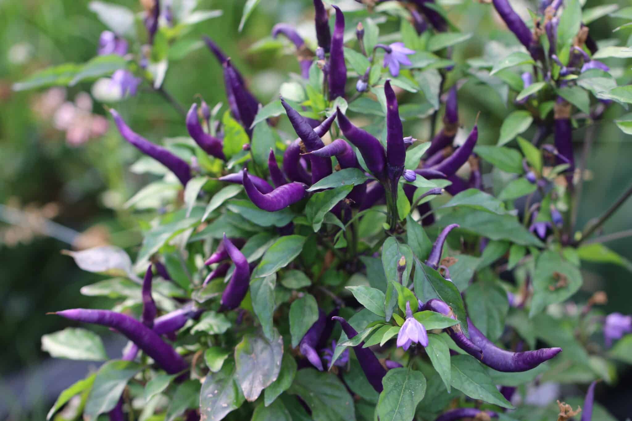 Köp Masquerade - Chilifrön online hos Svenska Frön Masquerade - Svenskodlade chilifrön från Svenska Frön