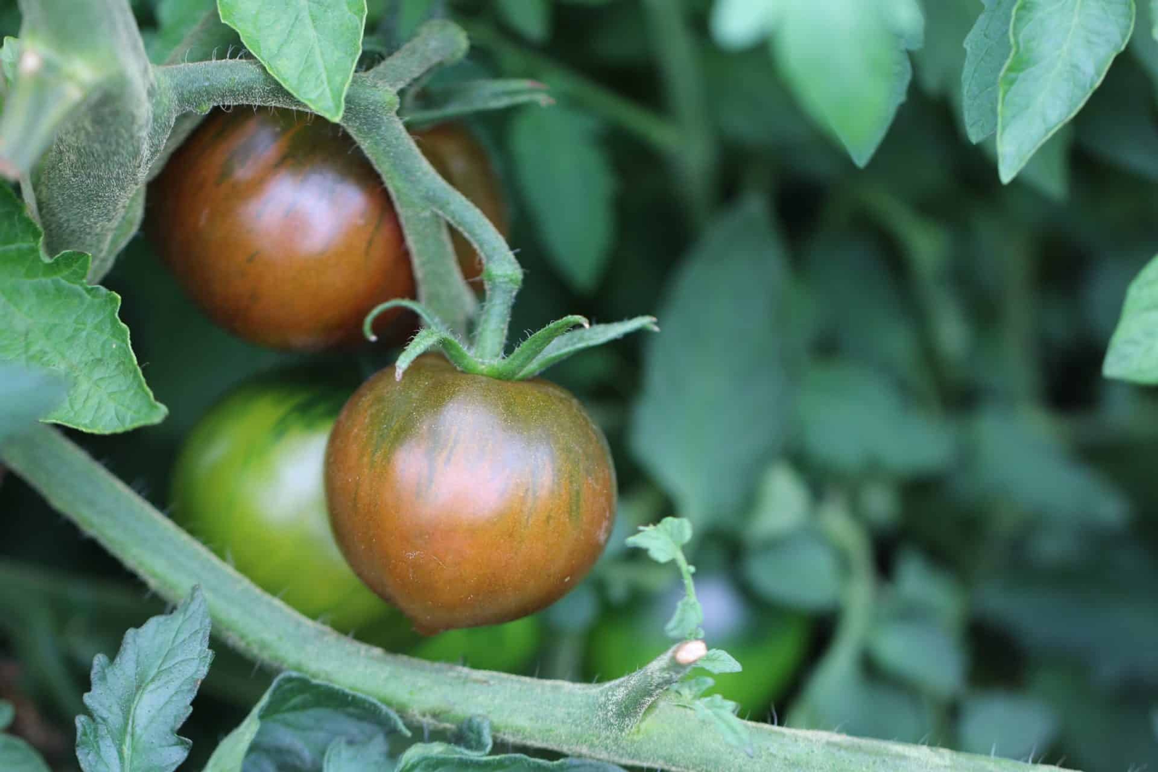 Black Prince - Svenskodlade tomatfrön från Svenska Frön