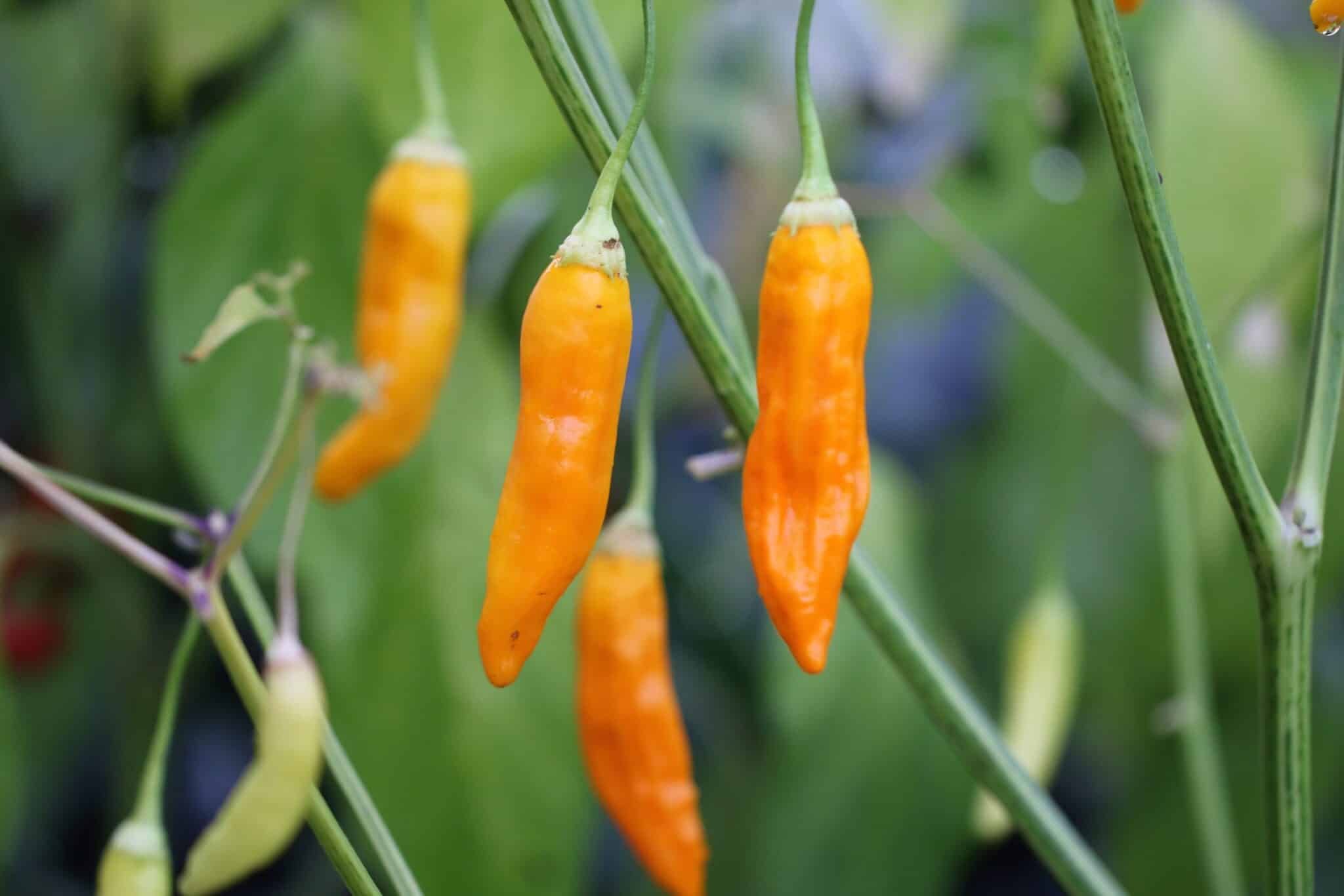Köp Aji Habanero - Chilifrön online hos Svenska Frön Aji Habanero - Svenskodlade chilifrön från Svenska Frön