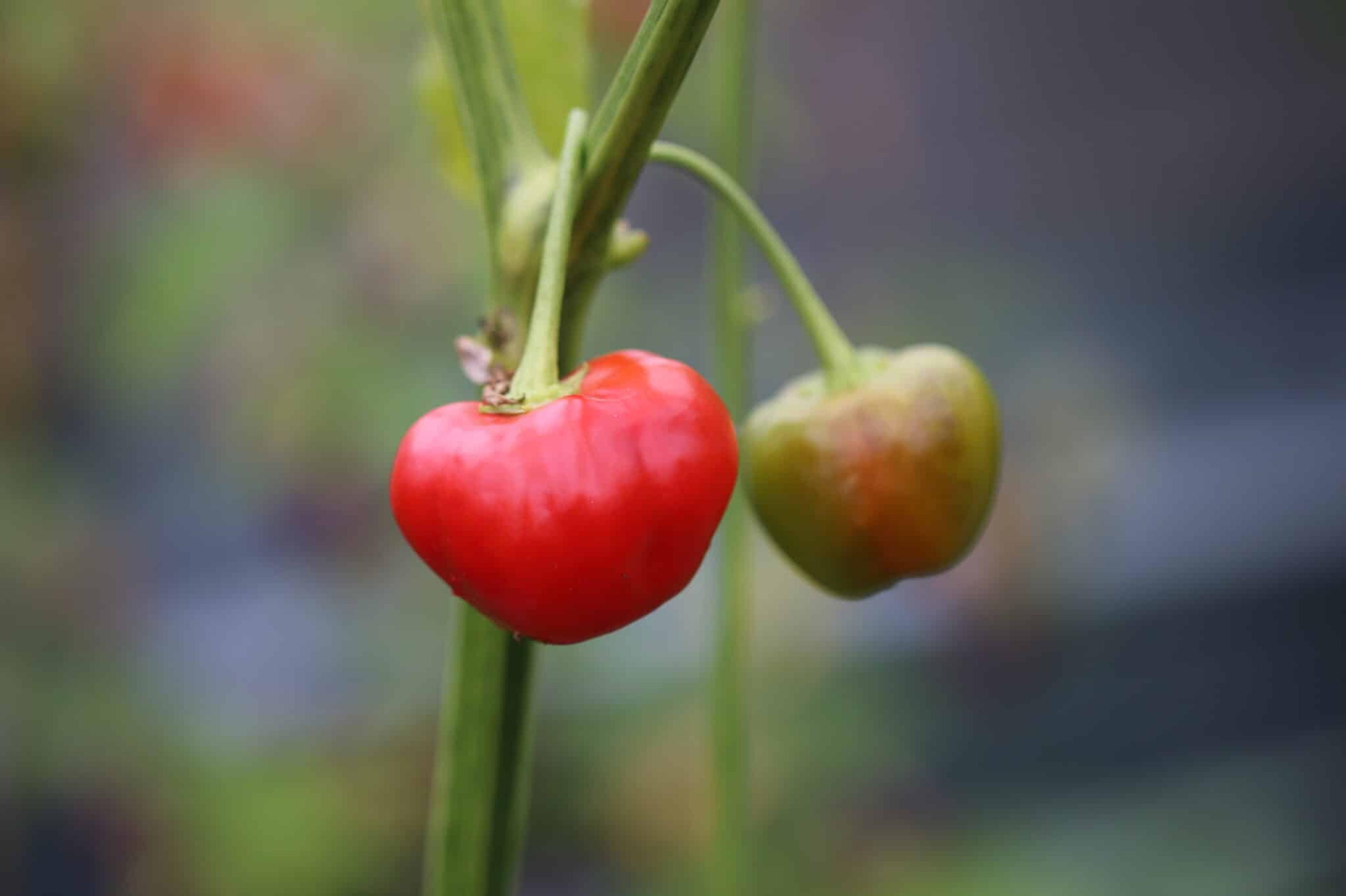 Malawi Peppadew miniatyrbild 2