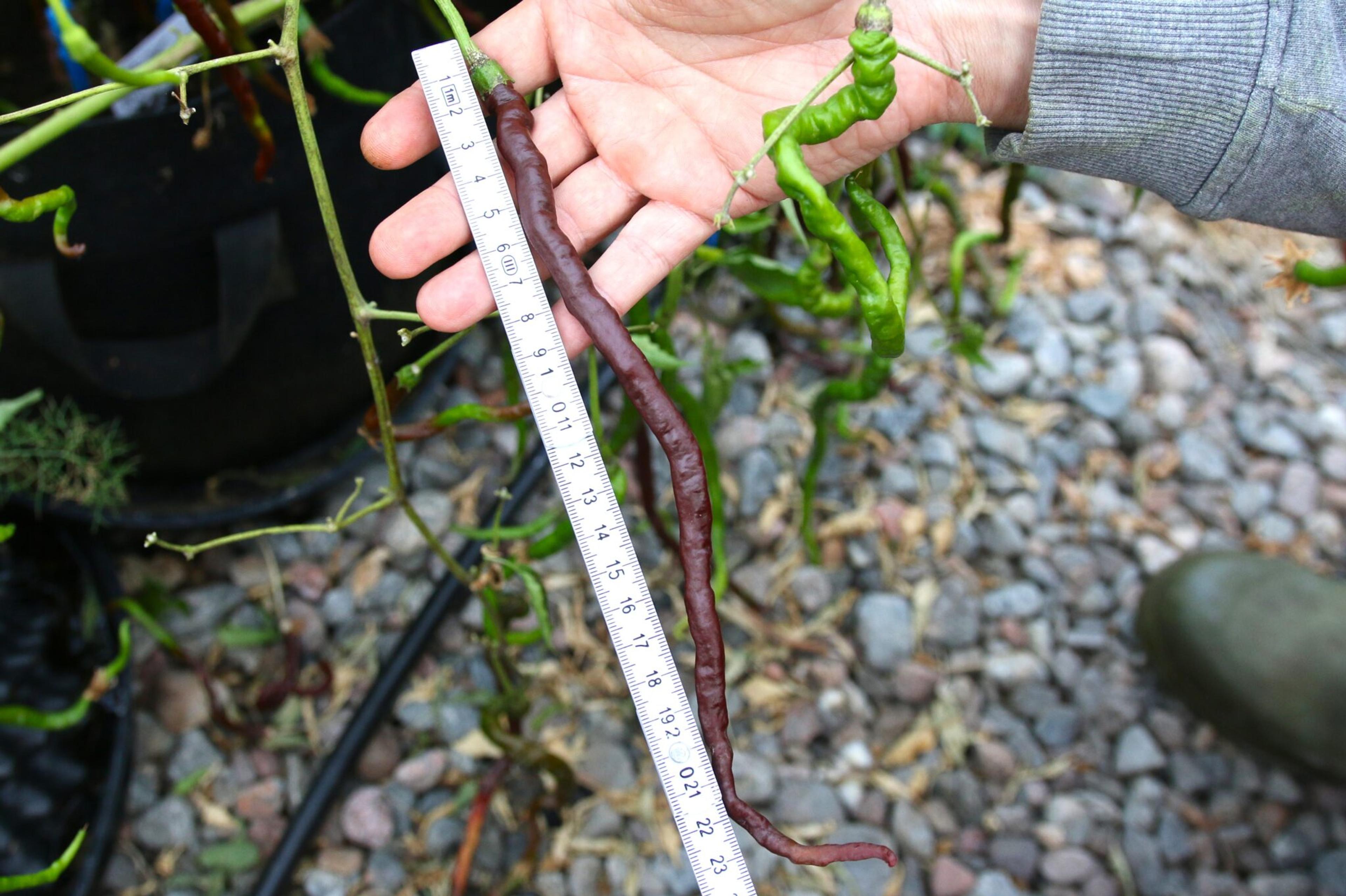 Thunder Mountain Longhorn Chocolate miniatyrbild 2